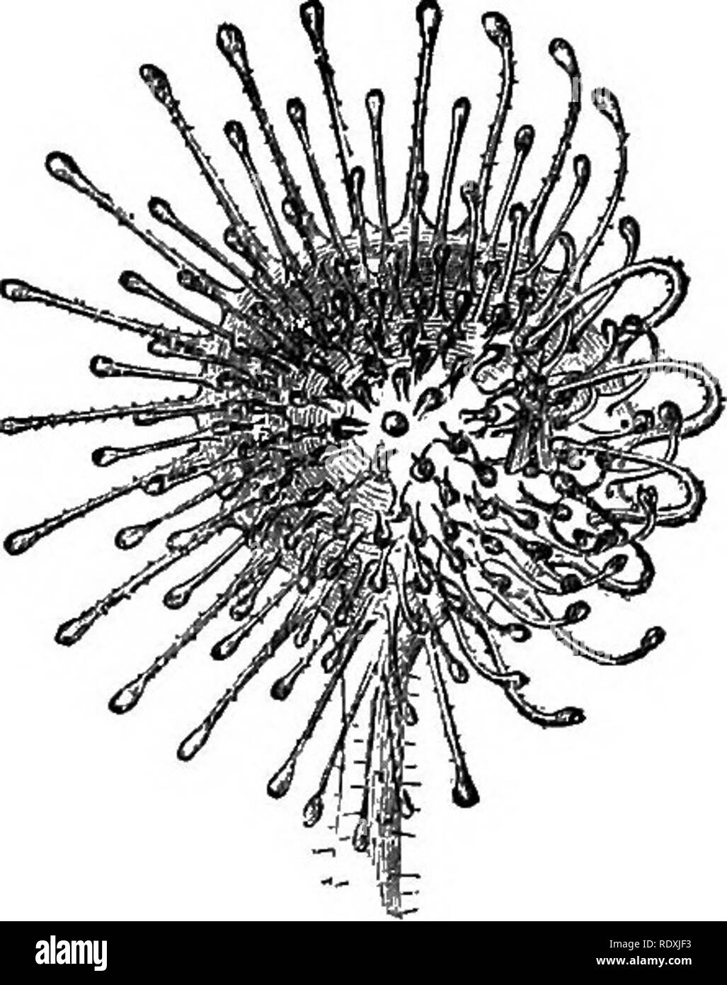 . Freaks e meraviglie della vita vegetale; o curiosità di vegetazione. Impianto di anatomia. 3o freaks di vita vegetale. si dissolve sostanze animali poi di essere assorbito, possono essere detti per l'alimentazione come un animale. Ma, diversamente da un animale, beve per mezzo delle sue radici ; e si deve bere in gran parte in modo da mantenere con tante gocce di fluido viscoso round ghiandole, a volte come molti come 260, esposto durante tutta la giornata a un lampante sun."l così abbiamo preso un rapido sguardo al piccolo sundew e alcuni dei fenomeni che essa ex- hibits, al fine di com- prehend ancora meglio il più esplicito di dettagli Foto Stock