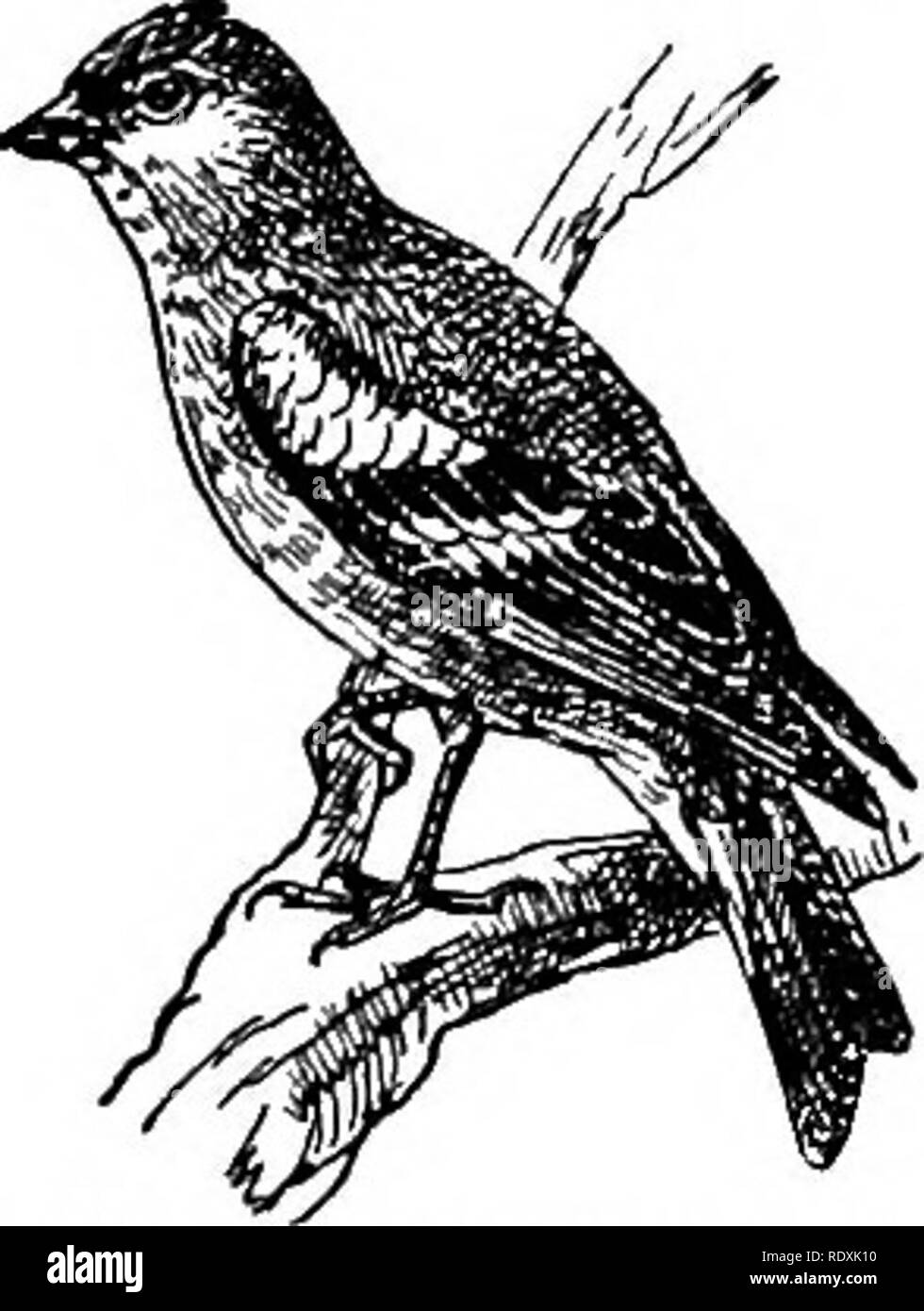 . Storia naturale. Zoologia. FINCHES-B UNTINGS. 363 di queste famiglie che giacciono sulla terra di confine dei fringuelli, si passa alla famiglia Fringillidce. Quest'ultima famiglia è uno dei più grandi di tutta la serie di Passeriformes. Esso è quasi universale Il Finclies. nella sua distribuzione e comprende tre sub-famiglie: gros- famiglia Becchi (Goccothraustince), il vero iinches {FringiUince), e Fringillidce. Il buntings (Fmheriziiice). In questi uccelli, di cui il nostro comune hawfinch (Coccothraustes coccothraiistes) è del tipo, il disegno di legge è grande e gonfio e le ossa nasali sono produrre Foto Stock