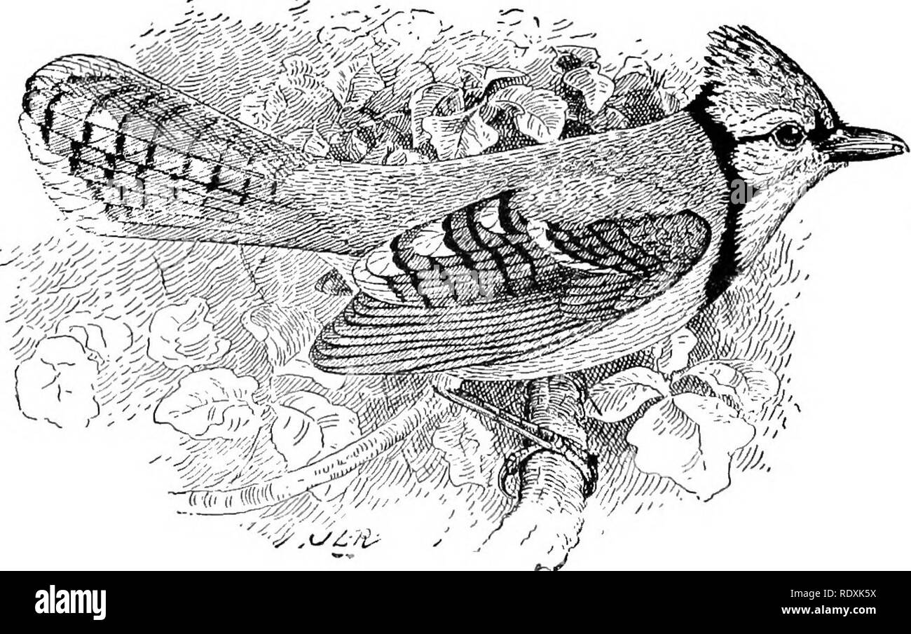 . [Raccolte ristampe, 1895-1916. Gli uccelli. 14 bacche di ginepro. I lamponi e more trovata nel stom- sca erano gli unici frutti che potrebbe aver appartenuto a coltivato of- cravatte, e la quantità è stata irrisoria. Non vi è quasi un più utile specie di phoebe circa la fattoria e si dovrebbe ricevere ogni incoraggiamento. Per arredare Nesting scatole è inutile, come si preferisce in genere un più aperto situazione, come un capannone o un cantuccio sotto la grondaia, ma dovrebbe essere io^rotected da gatti e altri predoni. Il BLUB JAY. (CyanocUta cristata.) Il blue jay (tig. S) è un uccello comune di th Foto Stock