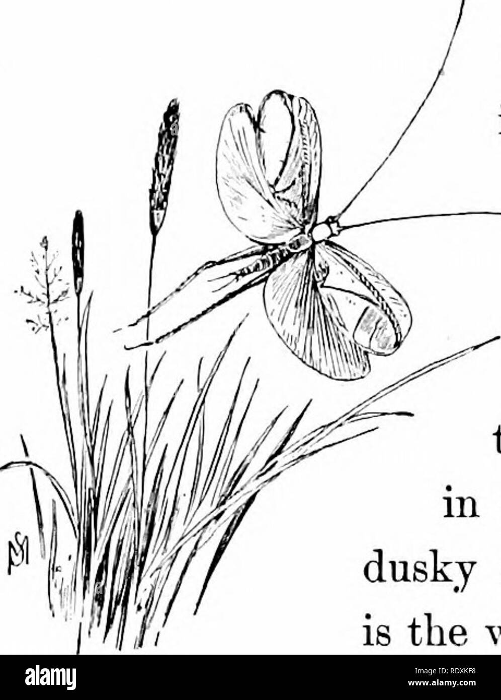 . Conoscere le caratteristiche della strada; i fiori, arbusti, uccelli ed insetti. Storia naturale. 92 conosce le caratteristiche della strada. antennse soffusa con jjink o rosa-irown; aiso generalmente, se non sempre, manca il piccolo grigio-macchie marroni che sono sempre presenti in (E. niveus sulla piastrella faccia inferiore dei due giunti più basso dell'an- tennae. Il brano di questa ampia-winged cricket non deve essere confusa con quella di (E. niveus ; è come un continuo, squillante, acuto di sonaglio fischietto. (Ecanthns latipennis, è detto, preferisce i tralci della vite in cui per deporre le uova. È d Foto Stock