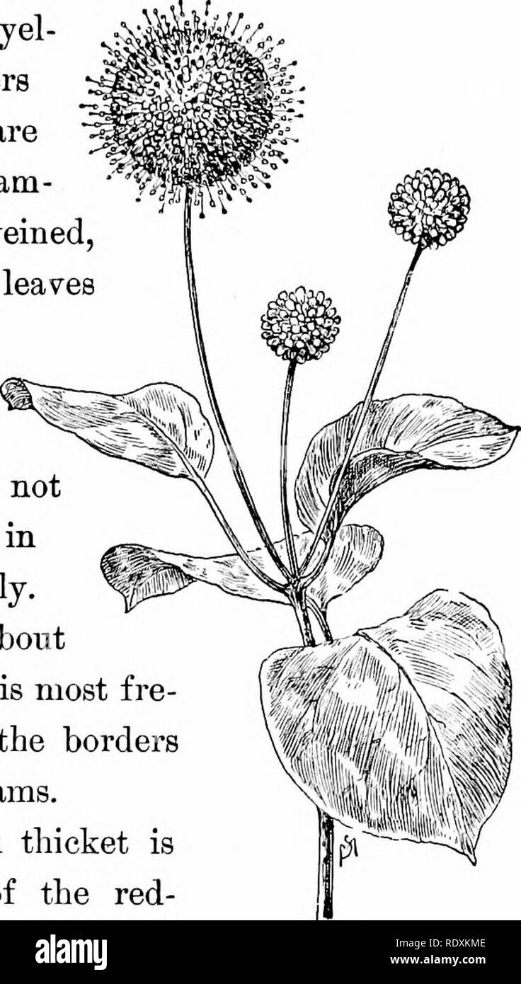. Conoscere le caratteristiche della strada; i fiori, arbusti, uccelli ed insetti. Storia naturale. EARLY-arbusti in fiore. 37 Uno dei più comuni arbusti stradale del paese del nord è il buttonbush {Ceph.alanthus ooci- dentale ha). La sua decorativa, teste sferiche di yel lowish fiori bianchi con lungo gli stili sono piuttosto un pollice diam- eter ; il fortemente venato, smussata, uova a forma di foglie sono senza denti. I fiori, come sempre, sono in ritardo nella fioritura; non compaiono fino alla fine di giugno o all'inizio di luglio. Questo shmb cresce di circa quattro metri di altezza ed è più fre- temente trovati sui confini della palude Foto Stock