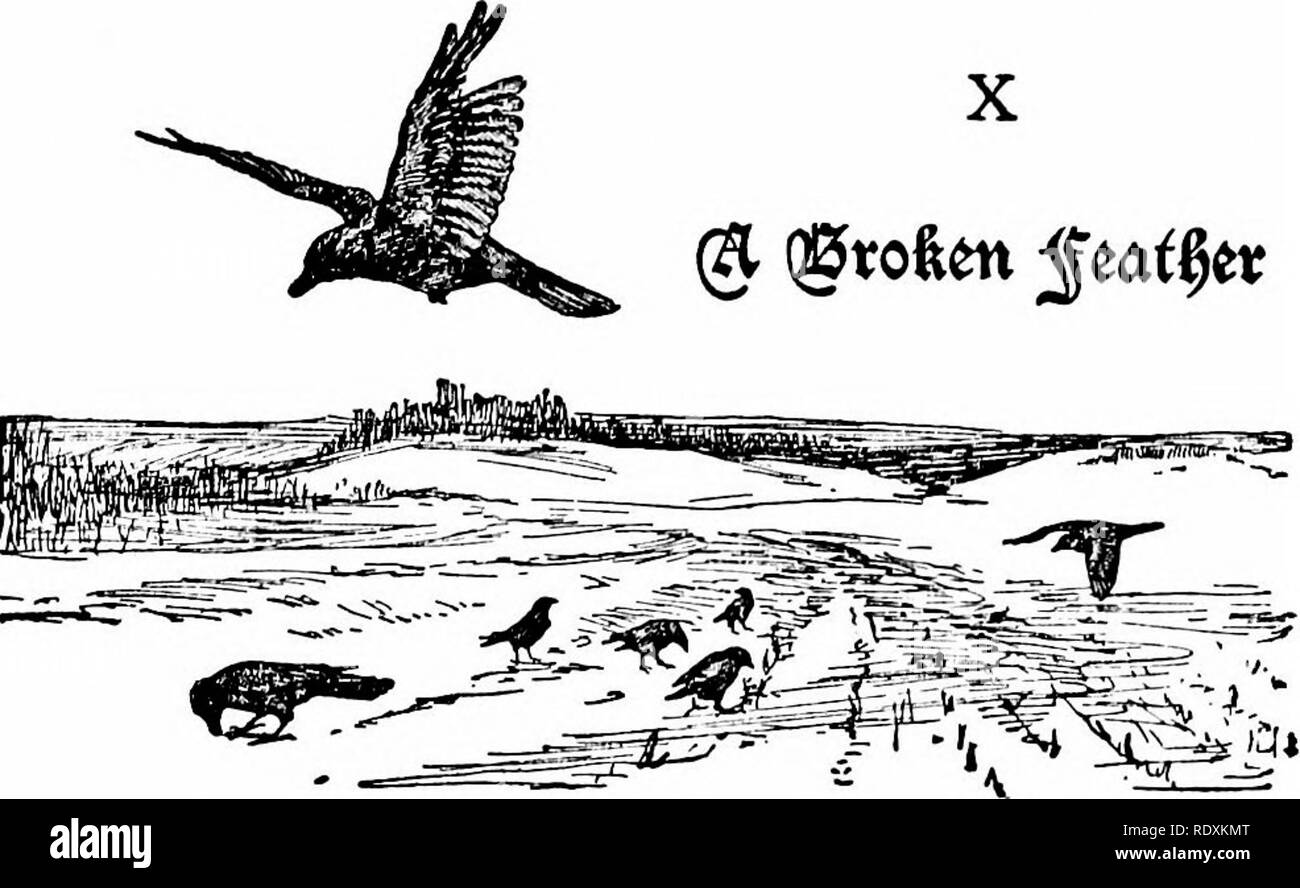 . La disposizione del terreno. Storia naturale. (A (gtoften ^^a^tv. Uno della coppia di corvi che nidificano nel mio woodlot è stata sorvolare tutto l'inverno con un divario nella sua ala sinistra. Tre almeno della grande ala piume sono assenti e il risultato è un percettibile limp. L'uccello si muove attraverso l'aria con l'elenco di una barca che si è spostato o ha perso la sua zavorra. Sono stati ha impostato su in aria da un falco, come potrebbe accadere se egli fosse di dimensioni più ridotte, la gara sarebbe breve. Egli è chiaramente disattivata tramite la perdita di queste tre penne e piume, ed è stato per mesi. Come e quando si è verificata una perdita di segnale non so. Esso Foto Stock