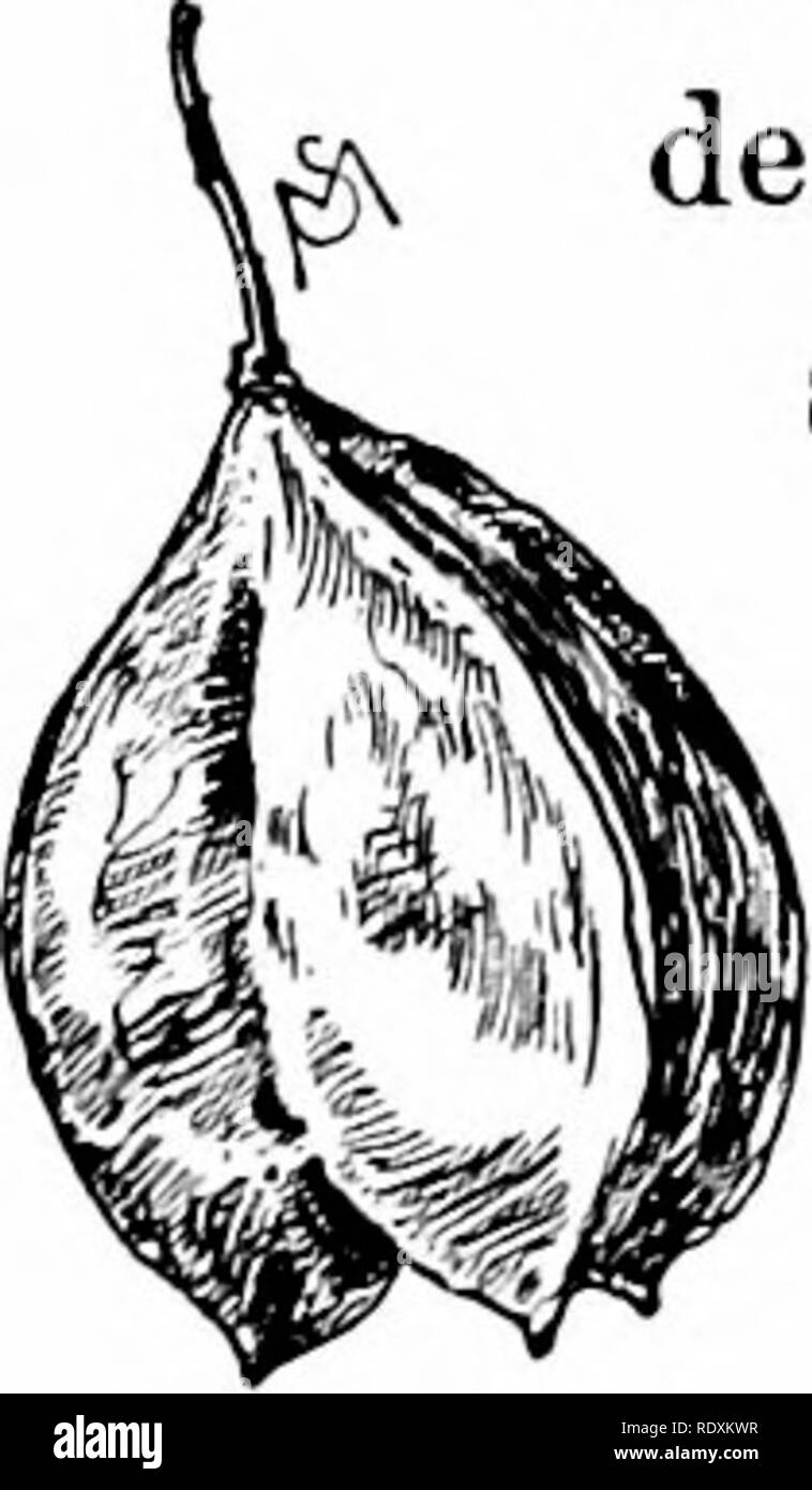 . Conoscere le caratteristiche della strada; i fiori, arbusti, uccelli ed insetti. Storia naturale. EARLY-arbusti in fiore. 27 sollievo contro la banchina ombreggiata confini della tarda primavera. L'acero di montagna difficilmente cresce oltre quindici piedi alta. Un altro arbusto con tre depliant come l'hop tree è il dado della vescica {Staphy- lea tr se olio). Questo è com- monly visto sul ciglio della strada, specialmente tra i canneti che confinano il BOG. Il suo pret- ty fiori bianchi che terminano la slanciata branchlets in cluster cascante appaiono in maggio. Il depliant (a volte ci sono cinque) sono dentate, e il principale deriva Foto Stock