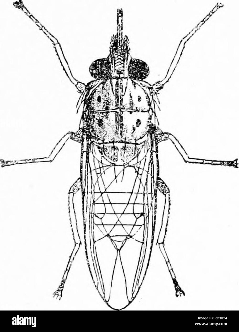 . Protozoo?logia. Protozoi; protozoi patogeni. Il genere TRYPANOSOMA 265 vita era un secondo sacrificio di inglese a tal fine, e la sua propria obser- vations, insieme a quelli di Todd, Koch, Brumpt, Greig, Grigio, Minchin, Nabarro, e una miriade di altri, hanno reso Trypanosoma gambiense uno del più noto di tutti i mammiferi trypanosomes. Nel frattempo altri studenti dei protozoi erano che mostra le connessioni tra le diverse specie di trypanosomes di vertebrati e invertebrati forme di trasmissione, così che oggi non solo le mosche pungenti, ma le zanzare, pidocchi, e le sanguisughe sono noti per effettuare trypanosome Foto Stock