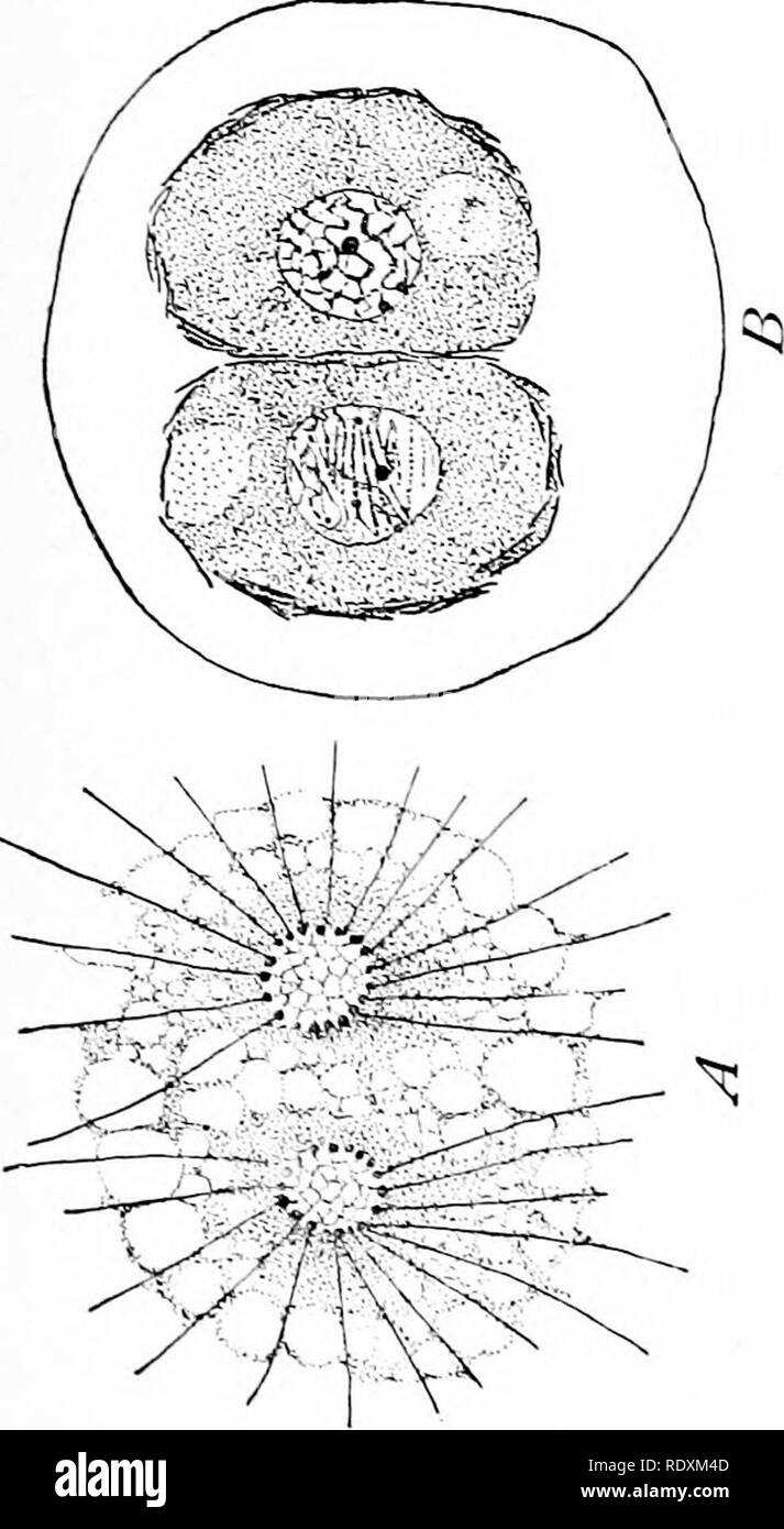 . Protozoo?logia. Protozoi; protozoi patogeni. o 5. Si prega di notare che queste immagini vengono estratte dalla pagina sottoposta a scansione di immagini che possono essere state migliorate digitalmente per la leggibilità - Colorazione e aspetto di queste illustrazioni potrebbero non perfettamente assomigliano al lavoro originale. Calkins, Gary N. (Gary Nathan), b. 1869. New York e Philadelphia, Lea &AMP; Febiger Foto Stock