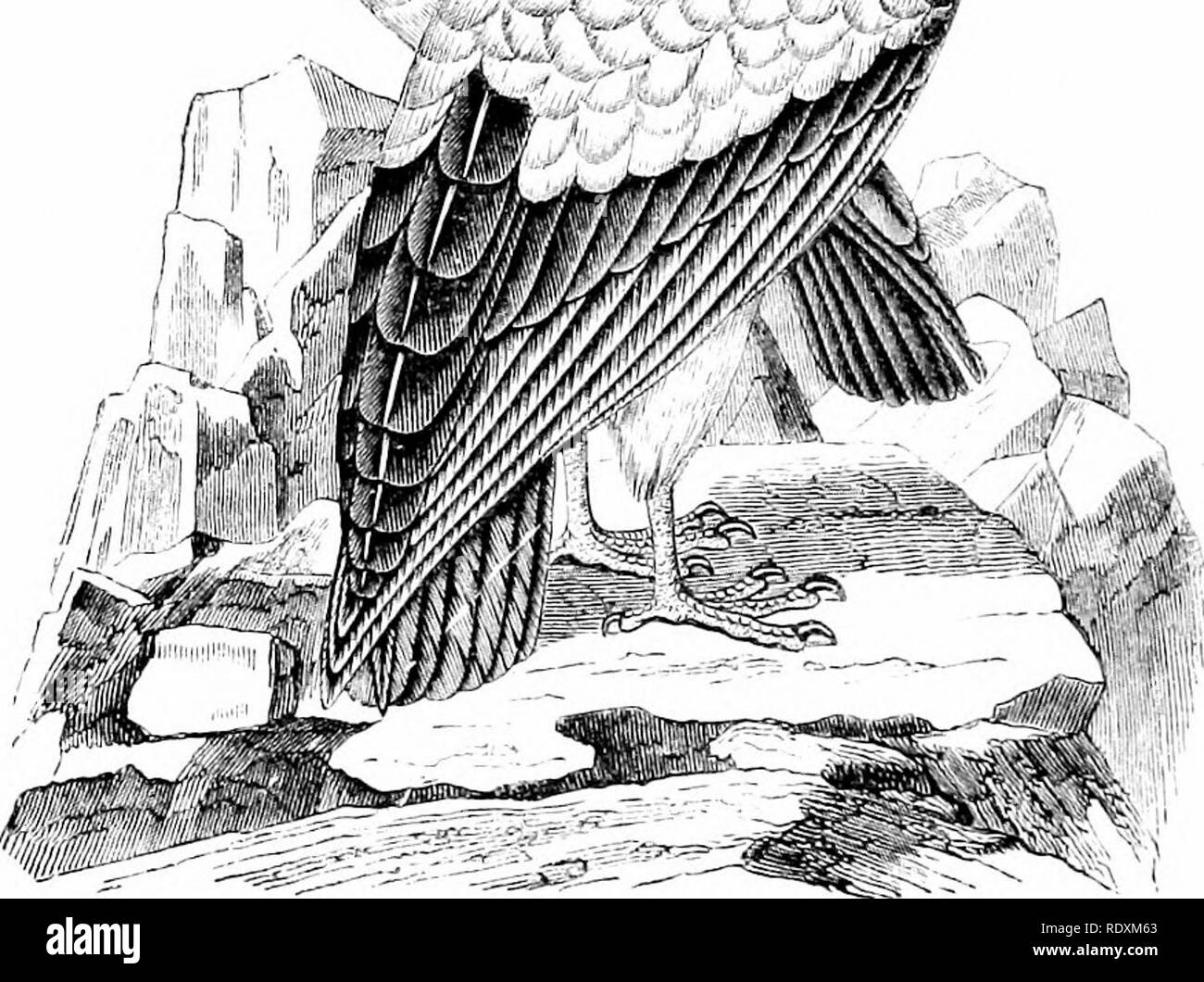 . Rettili e uccelli : un popolare conto dei loro diversi ordini : con una descrizione delle abitudini ed economia dei più interessanti . Uccelli e rettili. WM%I. Fig. 302.-re "S'ultures [SLircorainjihuspajia, Yjurell). L'America e Percnopterus (avvoltoio di Latham, Faraone la gallina di Bruce), peculiare del vecchio mondo. Il Urtjbu {Vultur atratus),"Fig. " Mi()Z,B Le dimensioni di un piccolo Turchia. Il suo piumaggio di un nero brillante, dà un po' triste look, che è ampiamente justitled dalle sue abitudini disgustoso. Questo uccello è di una natura socievole e alwaj è incontrato con in nume- rous greggi. Li Foto Stock