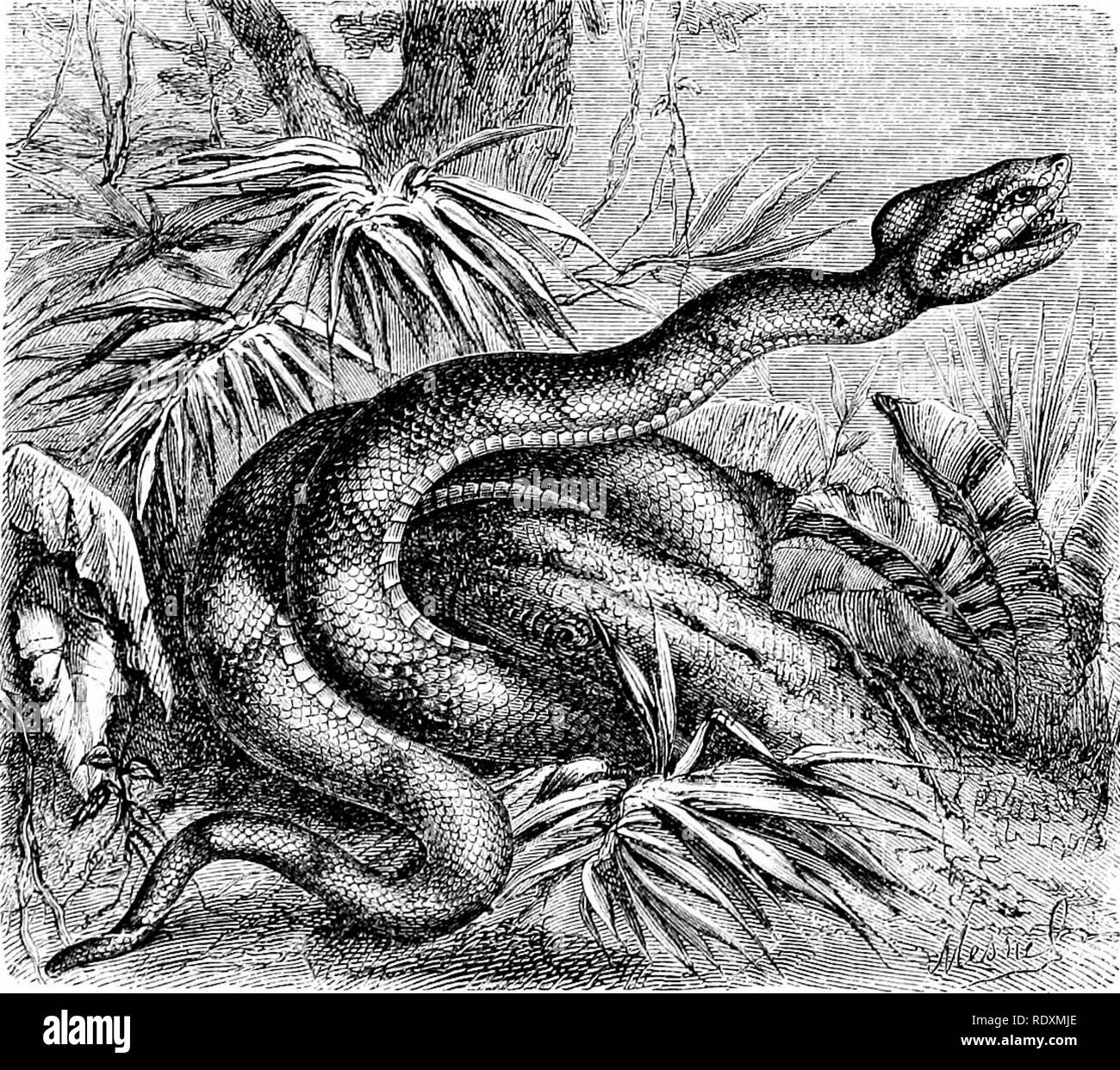 . Rettili e uccelli : un popolare conto dei loro diversi ordini : con una descrizione delle abitudini ed economia dei più interessanti . Uccelli e rettili. FER-de-LAXCE. 79 sulla terra. Un rudiment del curioso appendice caudale della American Kattlesnakes si trova come un semplice perno-come scala nella specie Asiatica, costituente il genere Flahjs. Alcuni hanno la testa coperta con scale, aventi piccoli scudi sul bordo della fronte e sopracciglia ; le guance sono squamosa, e le estremità di coda in un spiue. Di questi, l'Americano genere Craspe- docephalus e asiatici Trimercsuras geuus hanno sub Foto Stock