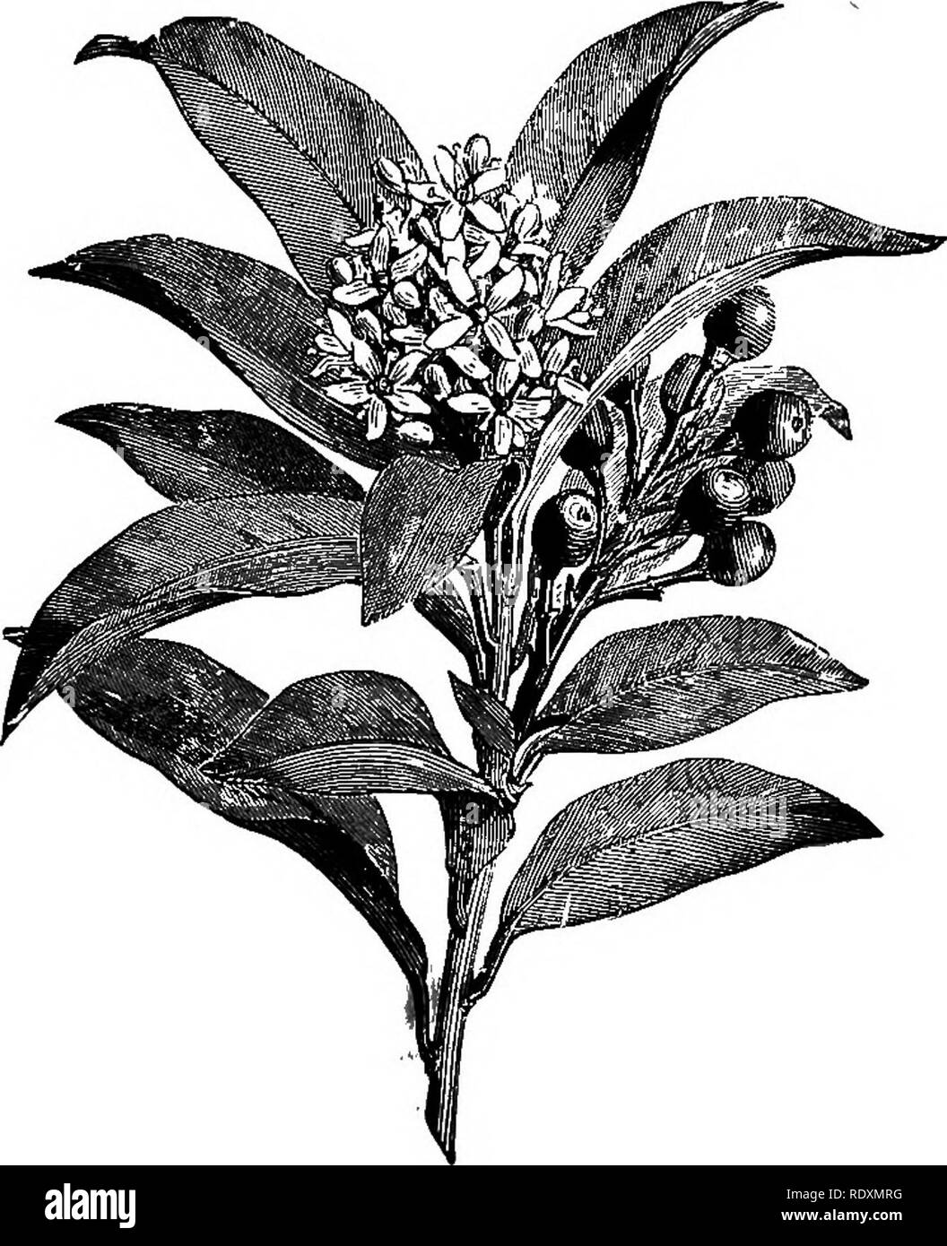 . Il libro del giardinaggio; un manuale di orticoltura. Il giardinaggio; orticoltura. 4S" il libro di giardinaggio. S. Fortunei, e S. japonica (Fig. 289). Le luminose rosse bacche ultimo in buone condizioni durante l'inverno, infatti quelli di 5. Foremani rimarrà luminoso per due anni se gli uccelli non li di errore. Berberis Aquifolium (Mahonia Aquifolid) è un arbusto di contenimento e costituisce un buon sottobosco. In inverno il suo ricco fogliame verde assume un violaceo-bronzo tinta. I suoi grappoli di colore blu-nero bacche sono liberamente prodotte. Berberis Wallichiana è un attraente e rari di Crespino. La lunga, viola- Foto Stock