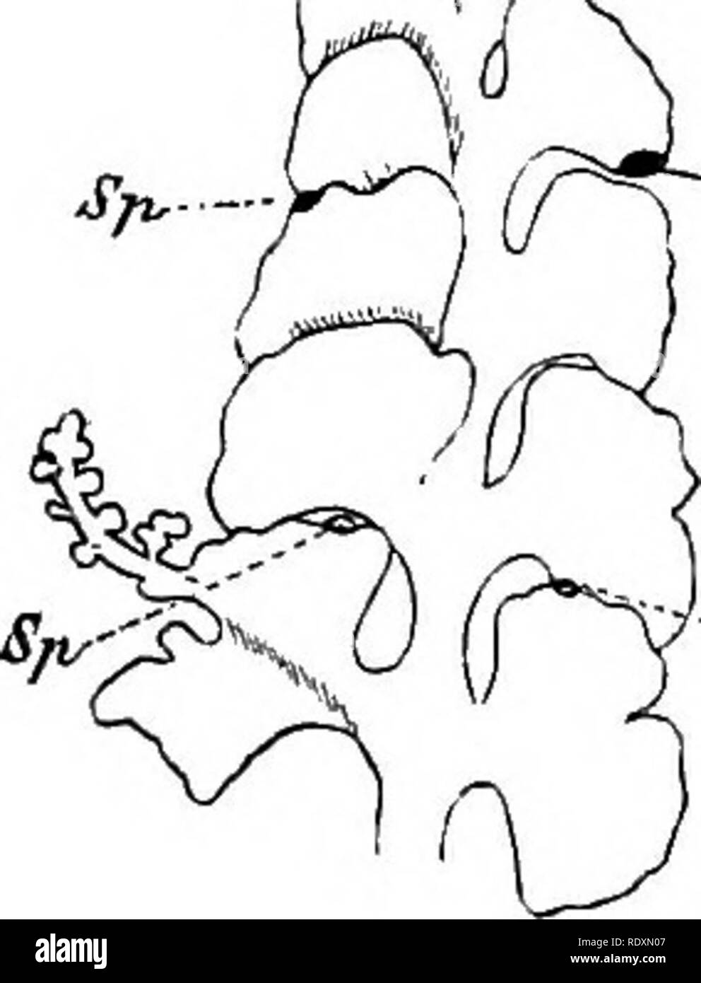 . L' origine di una terra flora, una teoria basata su fatti di alternanza. Morfologia vegetale. i6o sterili e fertili regioni Goethe la teoria : deve essere chiesto se questo è un giustificato assump- zione. A questa domanda non è stata troppo esattamente esaminati dai suoi seguaci, che ha tradotto la sua "progressiva metamorfosi'' in termini di una progressione evolutiva. La base per la presunzione è stata principalmente la successione di eventi come si è visto nella vita individuale delle piante superiori; ma un certo lassismo di vista è stata ulteriormente incoraggiata dalla irregolarità di numero e posizione e di ti Foto Stock