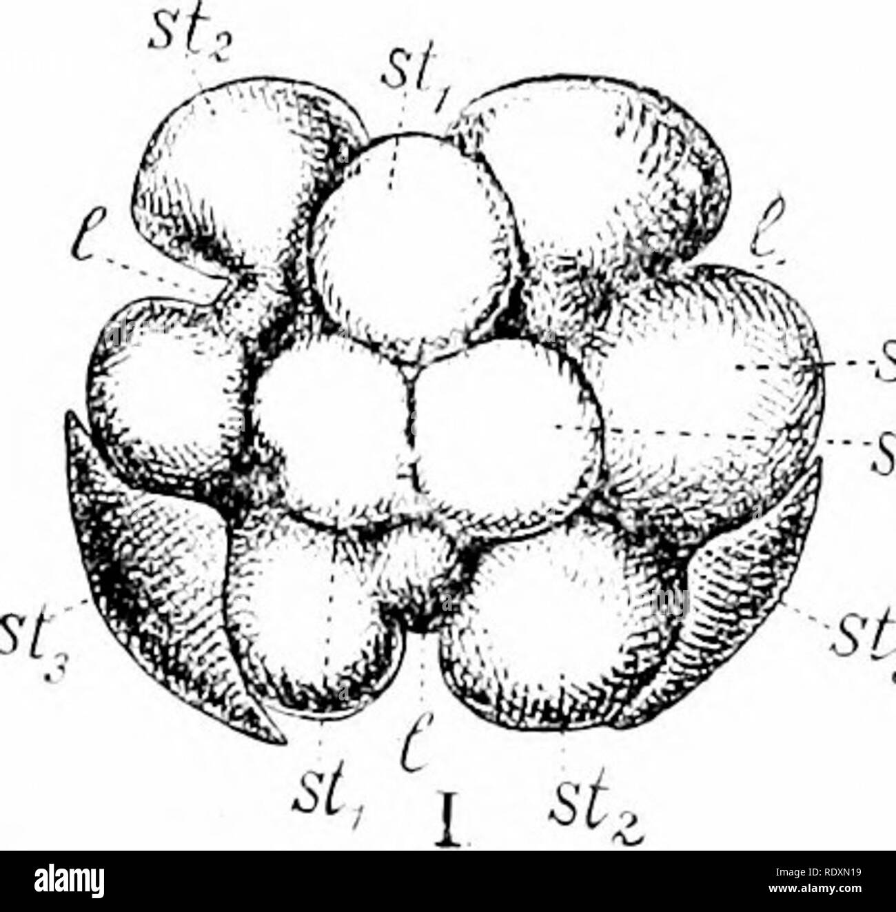 . L' origine di una terra flora, una teoria basata su fatti di alternanza. Morfologia delle piante. Fattori di riduzione 127 Arisariim, in Najas, %Cmlinia, difficilmente può essere ascritta a qualsiasi altra sorgente di fusione del polline-sac, separato nell'ascendenza, in un singolo loculi. In tal modo nel androecium delle angiosperme. e di tanto in tanto. *,"1:jl St (fpi t, &AMP; Wki (LJ^^3rff--si Fig. 69. Juniperus communis. I., il vertice di un fiore maschile visto da sopra. 5^, il più in alto di whorl staminali di questi stami; st2, la seconda whorl staminali mostra su ogni stame due polline-sac, e l'indicazione di un l Foto Stock