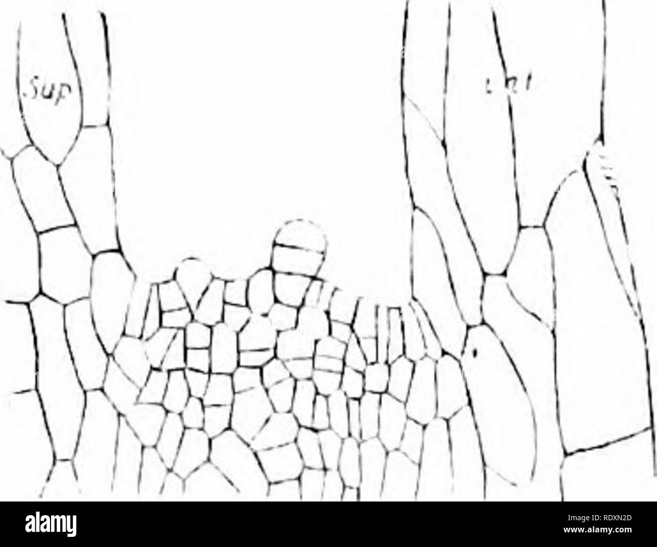 . L' origine di una terra flora, una teoria basata su fatti di alternanza. Morfologia delle piante. 124 variazioni nel numero di SPORANGIA morfologia delle piante vascolari ; mentre la regolarità e la costanza nel numero e posizione del sporangia nel Lycopods, Equiseta, e felci Eusporangiate, in cui la interpolazione non verificarsi, è stata sottovalutata. Ma questi, per motivi di confronto e di storia fossile, sono tra i più primitivi di piante vascolari. In tal modo l'interpolazione di nuovo sporangia è quello di essere riconosciuto come un vero e proprio fattore di aumento del numero di sporangia, ma non è un generale Foto Stock
