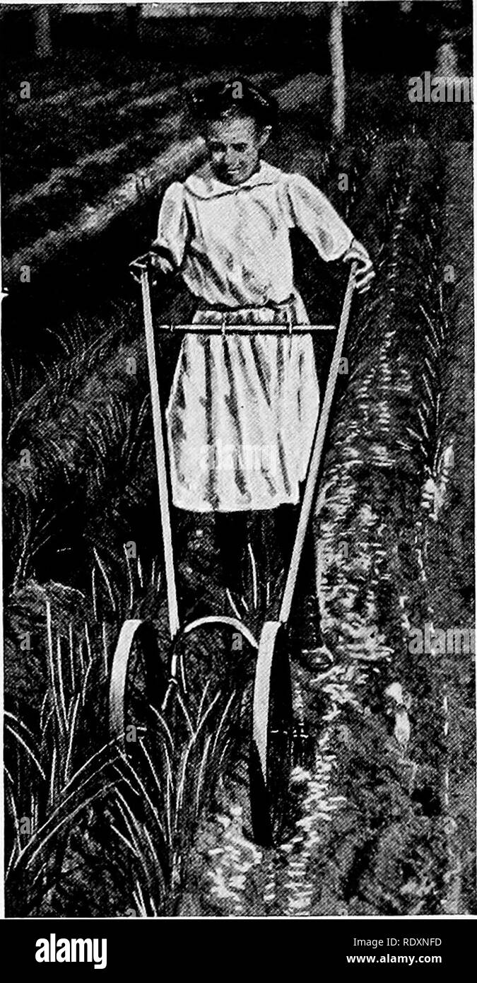 . Orticoltura; un libro di testo per le scuole superiori e Normals. Il giardinaggio; giardinaggio di vegetale; frutti-coltura. 108 raffreddare gli ortaggi di stagione 2. Nel sud degli Stati Uniti sementi di pelle argento cipolle o qualche altra varietà hardy, può essere seminata nel mese di settembre o più tardi e sarà sopravvivere all'inverno con poca o nessuna protezione. Lungo la regione dei Grandi Laghi e nell'Oceano Atlantico e le coste del Pacifico che può essere cresciuto anche durante l'inverno, in particolare se un po' di strame di paglia pulita è fornito. Il prodotto richiede meno coltivazione rispetto al raccolto principale di cipolle. Vi è una piccola difficoltà da erbacce in questa stagione, e il suolo usuall Foto Stock