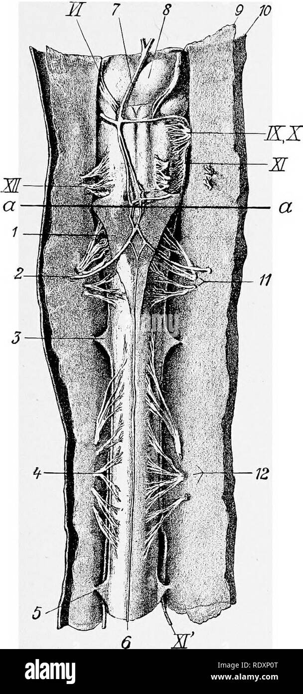 . L'anatomia di animali domestici . Anatomia Veterinaria. Il midollo spinale 765 la seconda cassa toracica. Il suo massimo diametro trasversale è di circa un pollice (ca. 25 mm.) ed il suo dorso-ventrale di quasi la metà di un pollice (ca. 12 mm.). La parte lombare ingrandire- mento (Intumescentia lumbalis) si trova nella quarta e quinta vertebra lombare}. È un po' più stretta di cervi- cal ampliamento, ed il suo dorso-ventrale di diametro è anche leggermente più piccolo. Essere- hind questa cordicella si rastrema rapidamente per formare il conus meduUaris. La punta di quest'ultimo è continuato da un delicato luccicante strand, il filum terminale, che ho Foto Stock