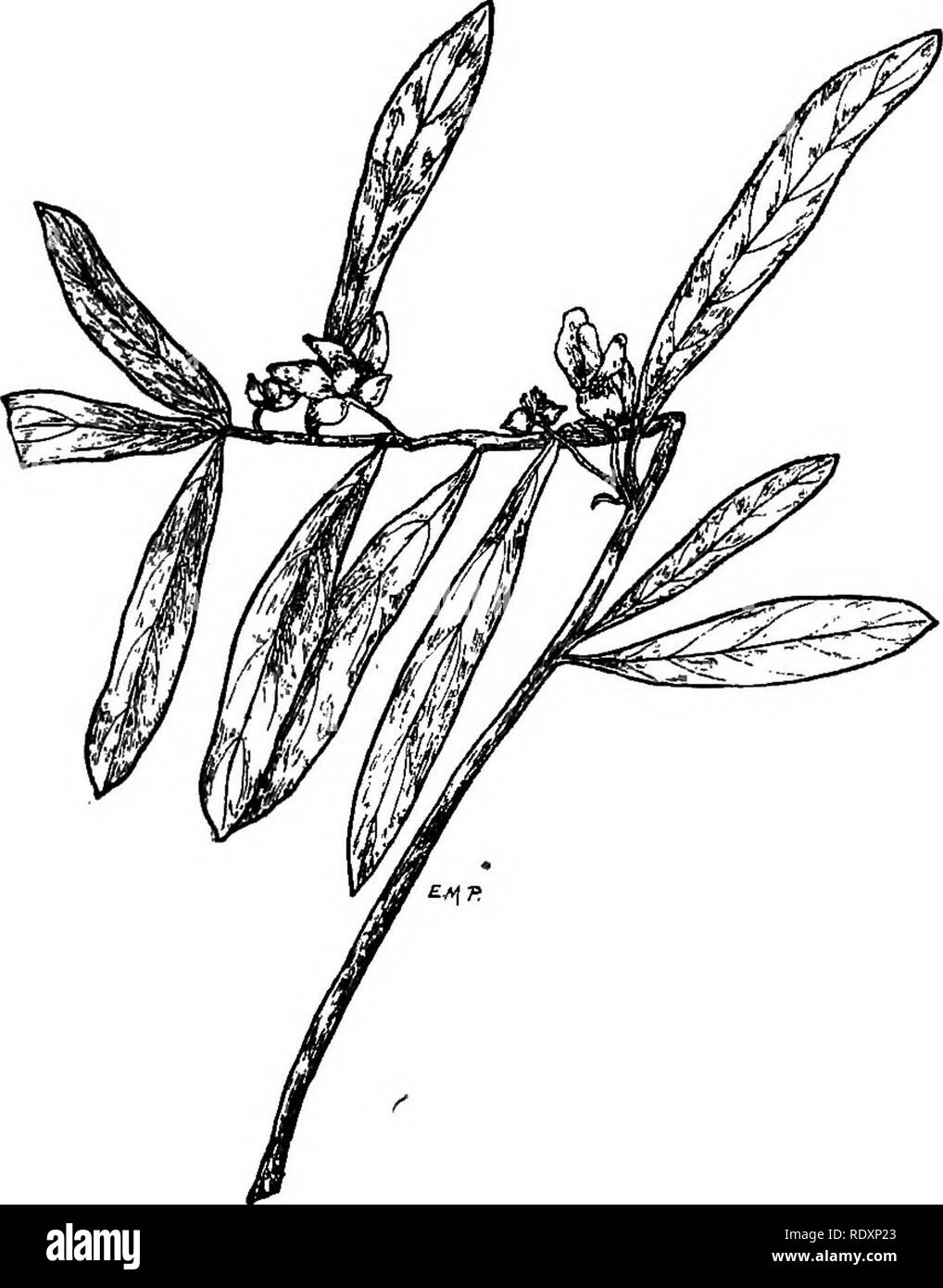 . Le famiglie di piante in fiore. Piante; fanerogame. Supplemento. Le famiglie di piante in fiore. Da Charles Louis Pollabd. XVUI CHAPTEE.-continua. Famiglia Lactoridaceae. Famiglia Lactoris. È costituito da un unico genere, che a sua volta è monotypic, specie essendo Lactoris Fernan- dezlana, nativo dell'isola di Juan Fernandez. Si tratta di un basso shi-ub con rami snodati, foglie carnose e ascellare infiorescenza. Famiglia Anonaceae. Crema pasticcera-famiglia Apple. Contiene 46 generi e circa 600 specie, ampiamente distribuiti in tutto i tropichi, ma molto pochi che si estende nella zona temperata. Le piante Foto Stock