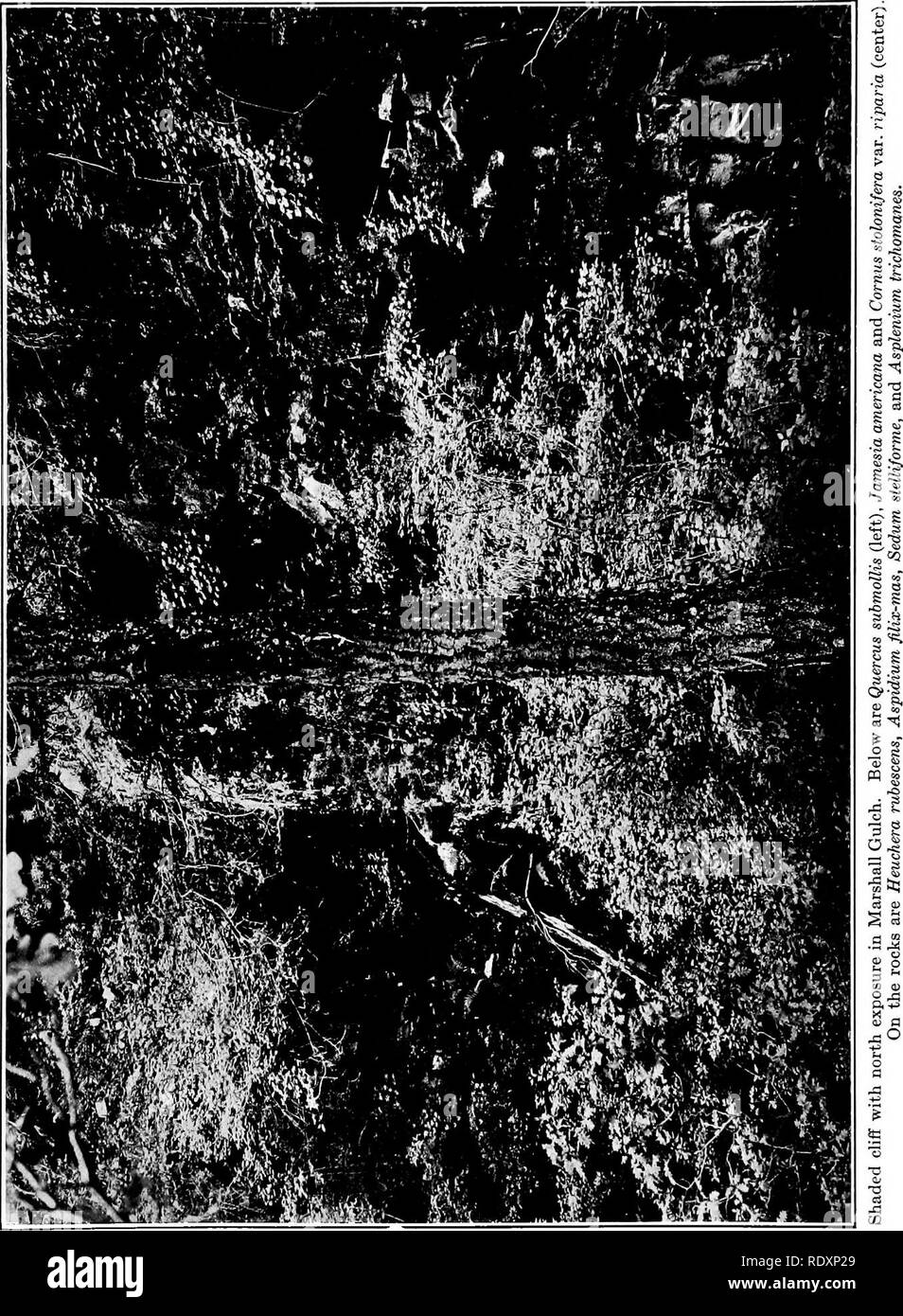 . La vegetazione di un deserto mountain range come condizionata da fattori climatici. Le piante del deserto. SHREVE piastra 31. Si prega di notare che queste immagini vengono estratte dalla pagina sottoposta a scansione di immagini che possono essere state migliorate digitalmente per la leggibilità - Colorazione e aspetto di queste illustrazioni potrebbero non perfettamente assomigliano al lavoro originale. Shreve, Forrest, 1878-1950. Washington, D. C. , Carnegie Institution di Washington Foto Stock