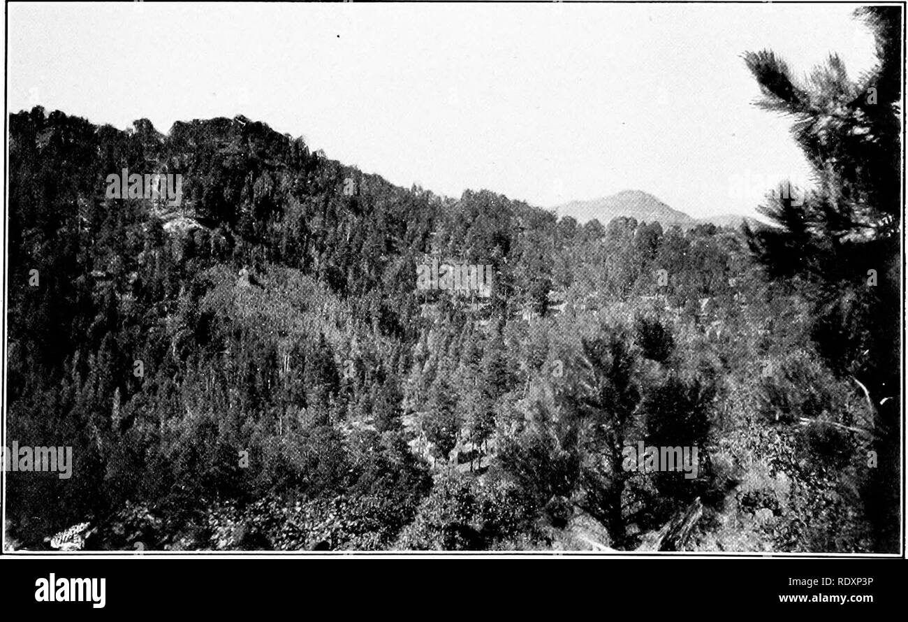 . La vegetazione di un deserto mountain range come condizionata da fattori climatici. Le piante del deserto. A. guardando verso sud volto di Mount Lemmon dalla cresta del Gulch Marshall, vicino al sito di 8.000 piedi stazione climatologiche. Pinus arizonica e la macchia di Quercus reticulata.. B. guardando verso sud-ovest in Gulch Marshall. L'area aperta nella foresta è un boschetto di Populus tremuloides.. Si prega di notare che queste immagini vengono estratte dalla pagina sottoposta a scansione di immagini che possono essere state migliorate digitalmente per la leggibilità - Colorazione e aspetto di queste illustrazioni potrebbero non perfettamente assomigliano al lavoro originale. Shr Foto Stock