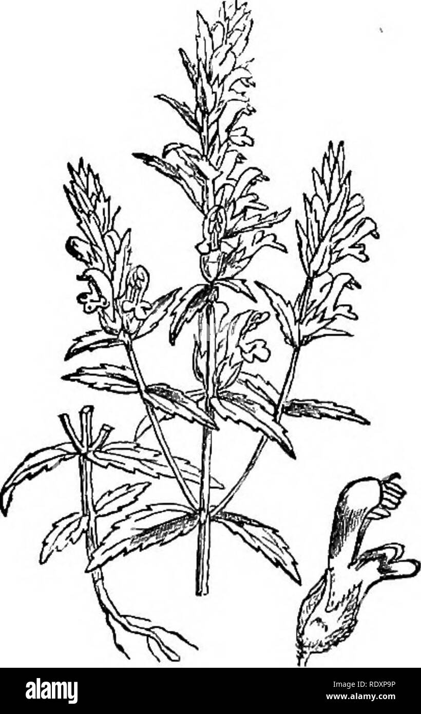 . Le illustrazioni della flora britannica: una serie di incisioni in legno, con le dissezioni, britannica di piante. La botanica; Botanica. 763. Bartsia alpina. 764. Bartsia viseosa.. Si prega di notare che queste immagini vengono estratte dalla pagina sottoposta a scansione di immagini che possono essere state migliorate digitalmente per la leggibilità - Colorazione e aspetto di queste illustrazioni potrebbero non perfettamente assomigliano al lavoro originale. Fitch, W. H. (Walter Hood), 1817-1892; Smith, Worthington George, 1835-1917; Bentham, George, 1800-1884. Handbook of British flora. Londra, L. Reeve &AMP; Co. Foto Stock