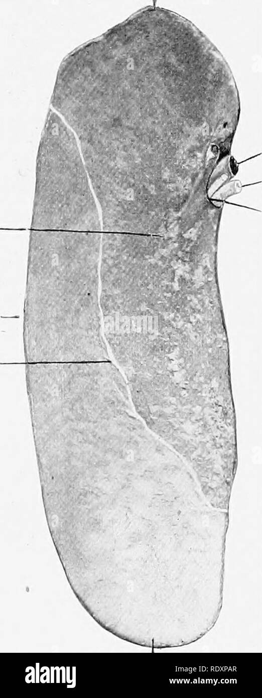 . L'anatomia di animali domestici . Anatomia Veterinaria. 470 SISTEMA DIGESTIVO DELLA PECORA il diritto o la parte posteriore è larga e sottile e spesso viene suddiviso in due rami. Il condotto lascia la parte posteriore del ventro-laterale (o) di destra e di confine entra nel duodeno circa dodici pollici (ca. 30 cm.) più indietro di bile-condotto. Vena splenica arteria splenica Hilus la milza la milza ha una forma allungata e contorno ellittico, entrambe le estremità essendo sottili, arrotondata e di dimensioni simili. Il suo peso medio è di circa due chili (ca. 900 gm.), o circa K per cento del peso corporeo. Il suo aver Foto Stock