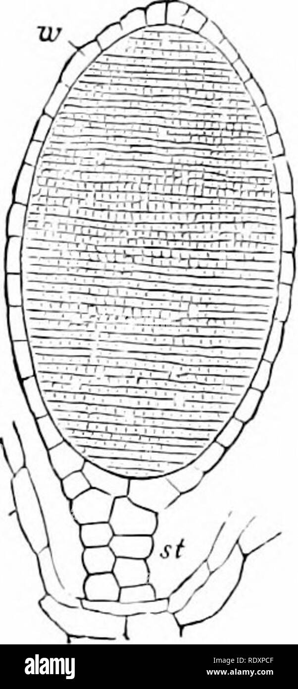 . Vita vegetale, considerato con particolari riferimenti alla forma e funzione. La fisiologia vegetale. Fici. 311.-.4, una sezione longitudinale ot un maschio Itead di Marchantia. ^.porzione di th alius ; ha. testa allargata o recipiente: a. spermaries, affondato nel box con apertura a o. Ingrandite circa 15 diam. B. composto spermary'. 71', la sua parete circondante il numero immenso di minuto disposte regolarmente sperma cellule madre; st, la sua levetta. Ingrandite circa in modo diam,-Dopo Sachs. è chiamato un "madre di sperma tell", ciascuno contenente un unico nucleo che si allarga a formare lo sperma di quella cella (fig. 312). Il spermi sono Foto Stock