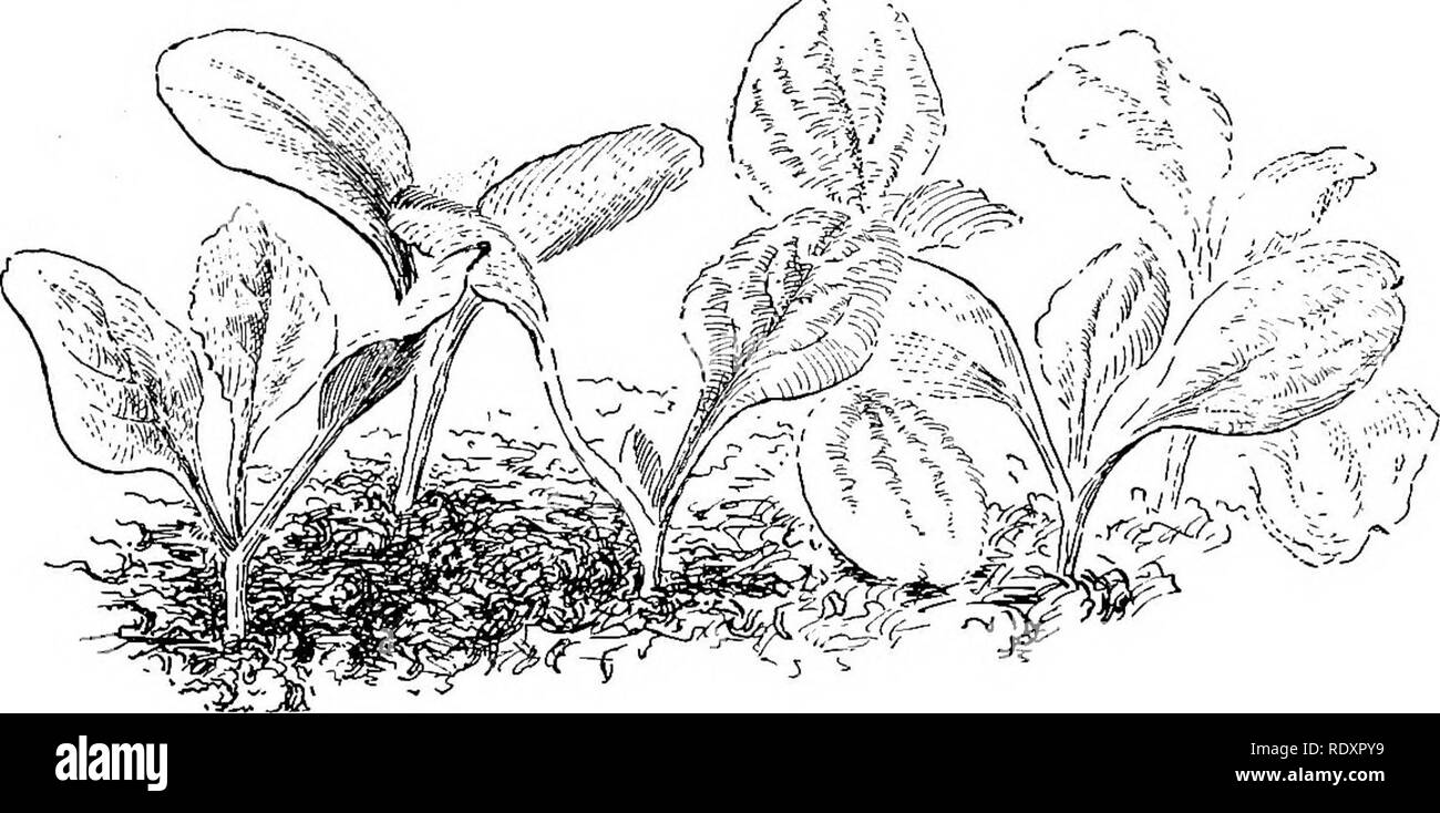 . Il principiante giardino del libro; un libro di testo per la superiore qualità di grammatica. Il giardinaggio. Capitolo XXXVI le piantine, all'aperto quando una volta i nostri semi sono piantati, sembra come se si deve soltanto necessità di sguardo al giardino una volta al giorno per vedere se i piccoli impianti sono apparsi. Ma anche il tempo di attesa è la sua cura. In primo luogo le erbacce germoglieranno. Ora un erbaccia è stato chiamato un impianto nel posto sbagliato, così che una vege- 1. Fig. 146. - Piantine di lattuga. tabella nel giardino fiorito o un fiore nel giardino vegetale, è una pianta infestante. Ma ci sono un sacco di piante inutili che appea Foto Stock