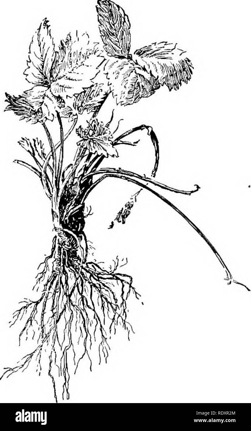 . Il principiante giardino del libro; un libro di testo per la superiore qualità di grammatica. Il giardinaggio. Fig. 123. -Giovani pianta di fragole, con molte radici morbido. Questi dovrebbero essere rifilato, come qui di seguito illustrato. Fig. 124. - Le guide rotto dalla corona e il disco ispido radici, mostrare questa pianta di fragola ad essere vecchio. l'uso di pentole, sollevando con cautela le giovani piante con una cazzuola, prendendo un sacco di massa.1 la scelta delle varietà è di solito abbastanza ampia. Essi classificano in primo luogo come inizio, media e fine stagione piante, e ogni giardino dovrebbe avere alcuni di ciascuna. Ci sono poi due 1 per istruzioni su come impostare le fragole un Foto Stock . Il principiante giardino del libro; un libro di testo per la superiore qualità di grammatica. Il giardinaggio. Fig. 123. -Giovani pianta di fragole, con molte radici morbido. Questi dovrebbero essere rifilato, come qui di seguito illustrato. Fig. 124. - Le guide rotto dalla corona e il disco ispido radici, mostrare questa pianta di fragola ad essere vecchio. l'uso di pentole, sollevando con cautela le giovani piante con una cazzuola, prendendo un sacco di massa.1 la scelta delle varietà è di solito abbastanza ampia. Essi classificano in primo luogo come inizio, media e fine stagione piante, e ogni giardino dovrebbe avere alcuni di ciascuna. Ci sono poi due 1 per istruzioni su come impostare le fragole un Foto Stock