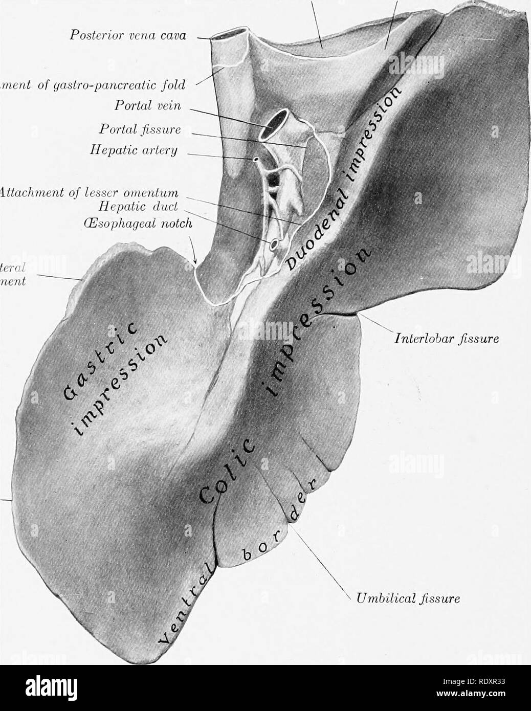 L'anatomia di animali domestici . Anatomia Veterinaria. 436 sistema  digestivo del cavallo del bordo destro (Margo dexter) è sottile e lunga;  essa si estende all'indietro di solito al sedicesimo costola un