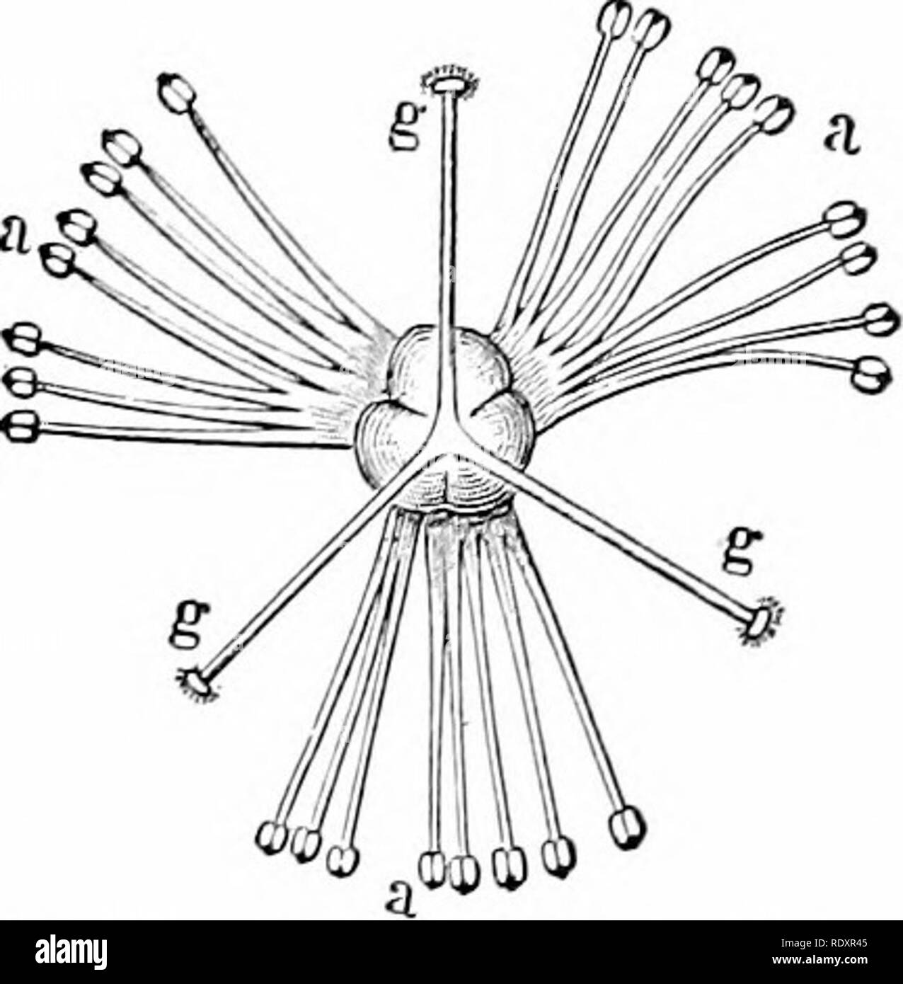 . Vita vegetale, considerato con particolari riferimenti alla forma e funzione. La fisiologia vegetale. HEP VEGETATIVA VCTION ASTA. 251 il burst sporangia, o sono umidi e slirl<y, adliering a vicenda nel più grande o più piccolo cluster (fig. 264). In alcuni casi, come le orchidee e nn'lkweeds, essi sono tutti tenuti insieme in una massa dai resti della madre di cellule in cui essi sono stati formati e sono attaccate ad una parte del tessuto dell'antera che porta il massas una levetta o maniglia ffigs. 272, 273). Asciugare le spore sono di solito j,,,, ,^^ ^,,,"^^ ^^^^^^^^^^ ^,, atta alla distribuzione di w,nd ; TS^i^^,S^:'^^ Foto Stock