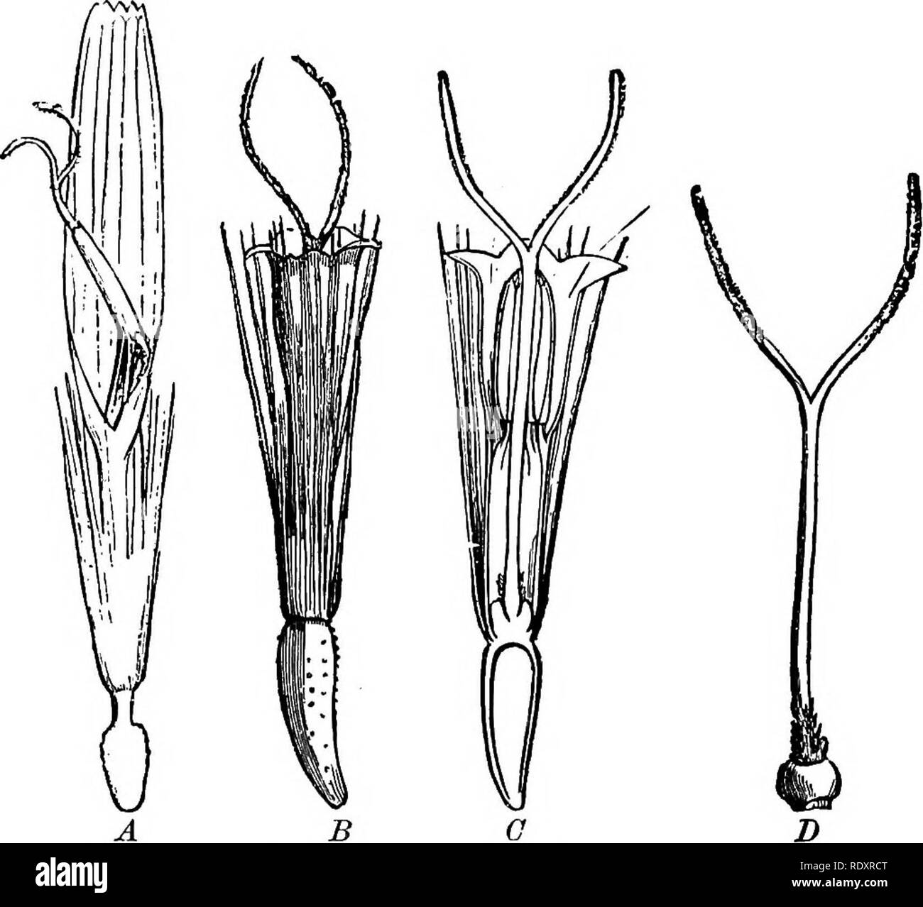 . Gli elementi essenziali della botanica. La botanica. ANTHOPHYTA. 279 le stigmate sono pronti per l'impollinazione, in modo che questi, mentre i mezzi di impollinazione incrociata sono perfette, self- fecondazione è resa impossibile. 528. In Oompositse (Fig. 167) I cinque antere sono uniti in un anello o tubo attorno lo stile. Il polline. Fig. 167.-fiori di compositi. Un, di tarassaco, che mostra lo stile pro- truding tramite anelli di antere; B, di Thoroughwort; C, idem, sezione verticale che mostra lo stile circondato da antere; i), lo stile che mostra due stig- mas. Tutti magnided. fuoriesce dal lato interno delle antere in th Foto Stock