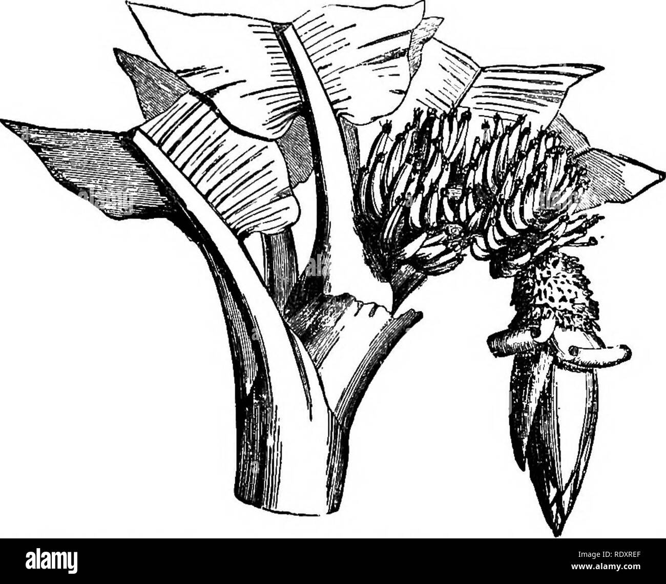 . Gli elementi essenziali della botanica. La botanica. ANTH0Ph7TA. 273 è fornito da uno o un altro delle palme. Il Oocoa- dado-palm, ormai in tutti i climi caldi, è uno dei più utili della specie, materiale di arredo per le capanne, recinzioni, ceste, benne, funi, stuoie, tazze, cibo, vino e molti altri scopi. La data-palm del Mediter- ranean regione, il Palmyra Palm dell Asia del sud e il Sago-palme del Siam e l'arcipelago indiano sono tutti destinati alla produzione di alimenti gli alberi di grande importanza per la gente di questi paesi. 518. Le banane allo stesso modo fornire grandi quantità di cibo per i nativi del trop Foto Stock