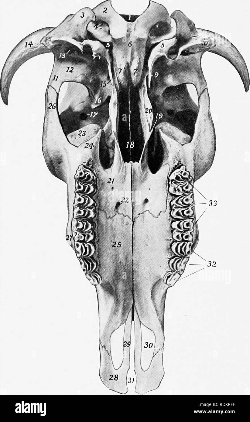 . L'anatomia di animali domestici . Anatomia Veterinaria. 136 lo scheletro del bue lunghezza del cranio e tutto il tetto del cranio. Il bordo posteriore di forma con la parietals una grande centrale frontale eminenza (Toro frontalis), il punto più alto del cranio. In corrispondenza della giunzione del posteriore e il bordo laterale è il processus comus o "horn core", per il supporto dell'avvisatore acustico. Questi proc-. FiG. 134.-Cranio di bue, senza mandibola; vista ventrale. 1, il foramen magnum; 2, condilo occipitale; 3, paramastoid processo; 4, condyloid foramen; 5, foramen lacerum; 6, basilar parte di oc Foto Stock