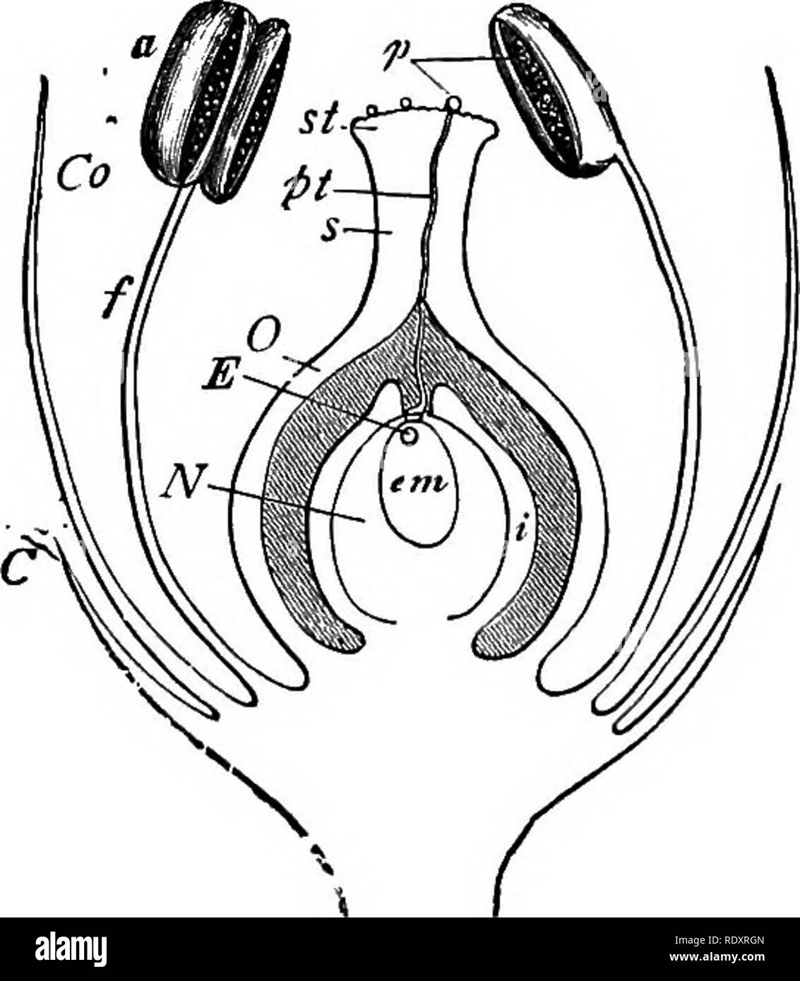 . Gli elementi essenziali della botanica. La botanica. ANTHOPHTTA. 251 e la sua estensione (il cosiddetto tessuto connettivo) tra il polline-sac come rappresentativa di una molto stretta su foglia che il polline-sac sviluppare come outgrowths. A volte la stame è ampio, mostrando contemporaneamente la sua natura verdeggiante. 474. Lo sviluppo del polline-cellule è simile a quella delle spore di Pernworts e polline di gimnosperme. Alcune celle interne (chiamato il polline madre-cellule) in la. Fig. 148.-sezione schematica di un fiore. C, calice; Co, corolla; / il filamento, e a, l'antera, dell'stame; p, poUen-celle, alcune in un- ther, o Foto Stock