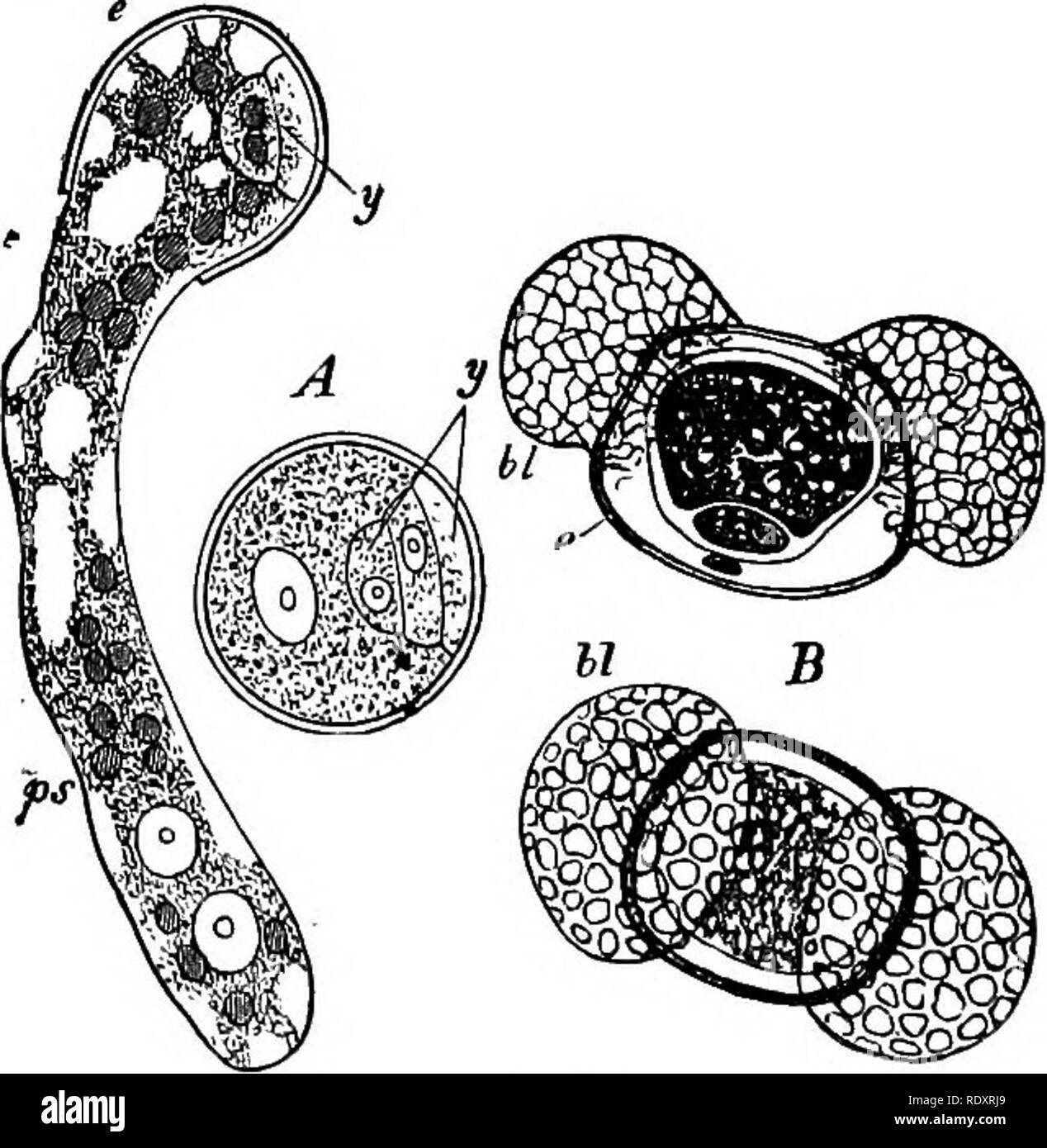 . Gli elementi essenziali della botanica. La botanica. La fio. 141.-un cluster di coni stamlnate o fiori. A di un pino (PMU sylvestrisi, con una staccata stame. Dimensione naturale. B, che mostra i due il polline-sac. Notevolmente ingrandita. Il polline di fiori di cuscinetto-staminate fiori, in quanto essi sono generalmente chiamati-sono allentati i coni generalmente affollata in considerevoli di cluster. Ogni cono è costituito da un gambo su cui sono molti flattish stami, ciascuno portante due polline- sacs (Fig. 141).. FtG. 142.-Il polline-celle (microspore) di gimnosperme. Un^ di un .cycad ; u, rudimentale di primo stadio (prothallium), uno di polline cella di germinazione. Foto Stock