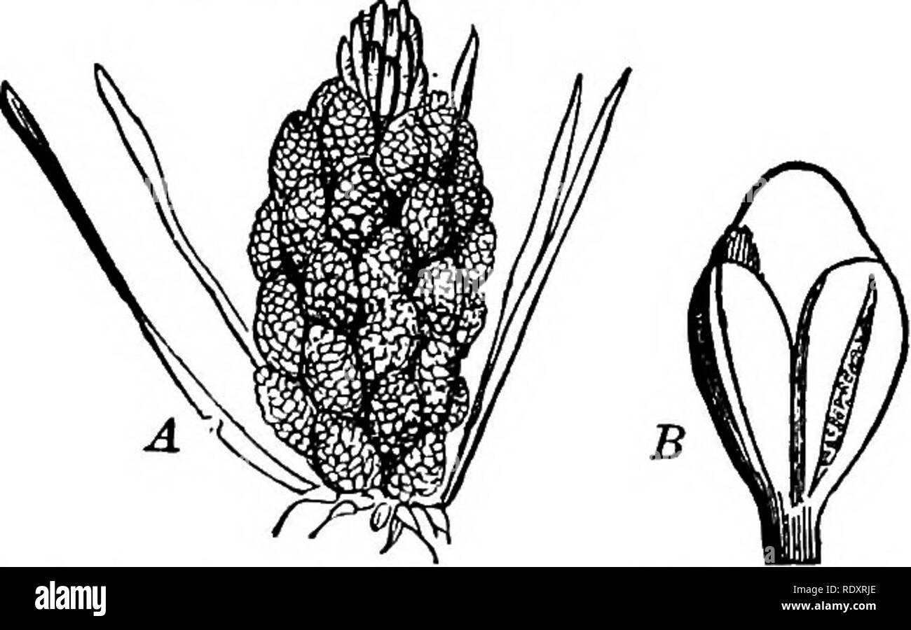 . Gli elementi essenziali della botanica. La botanica. 240 Botanica. 453. La struttura generale degli organi riproduttivi può essere compreso da un studio di quelle dei pini. La fio. 141.-un cluster di coni stamlnate o fiori. A di un pino (PMU sylvestrisi, con una staccata stame. Dimensione naturale. B, che mostra i due il polline-sac. Notevolmente ingrandita. Il polline di fiori di cuscinetto-staminate fiori, in quanto essi sono generalmente chiamati-sono allentati i coni generalmente affollata in considerevoli di cluster. Ogni cono è costituito da un gambo su cui sono molti flattish stami, ciascuno portante due polline- sacs (Fig. 141).. Si prega di notare che th Foto Stock