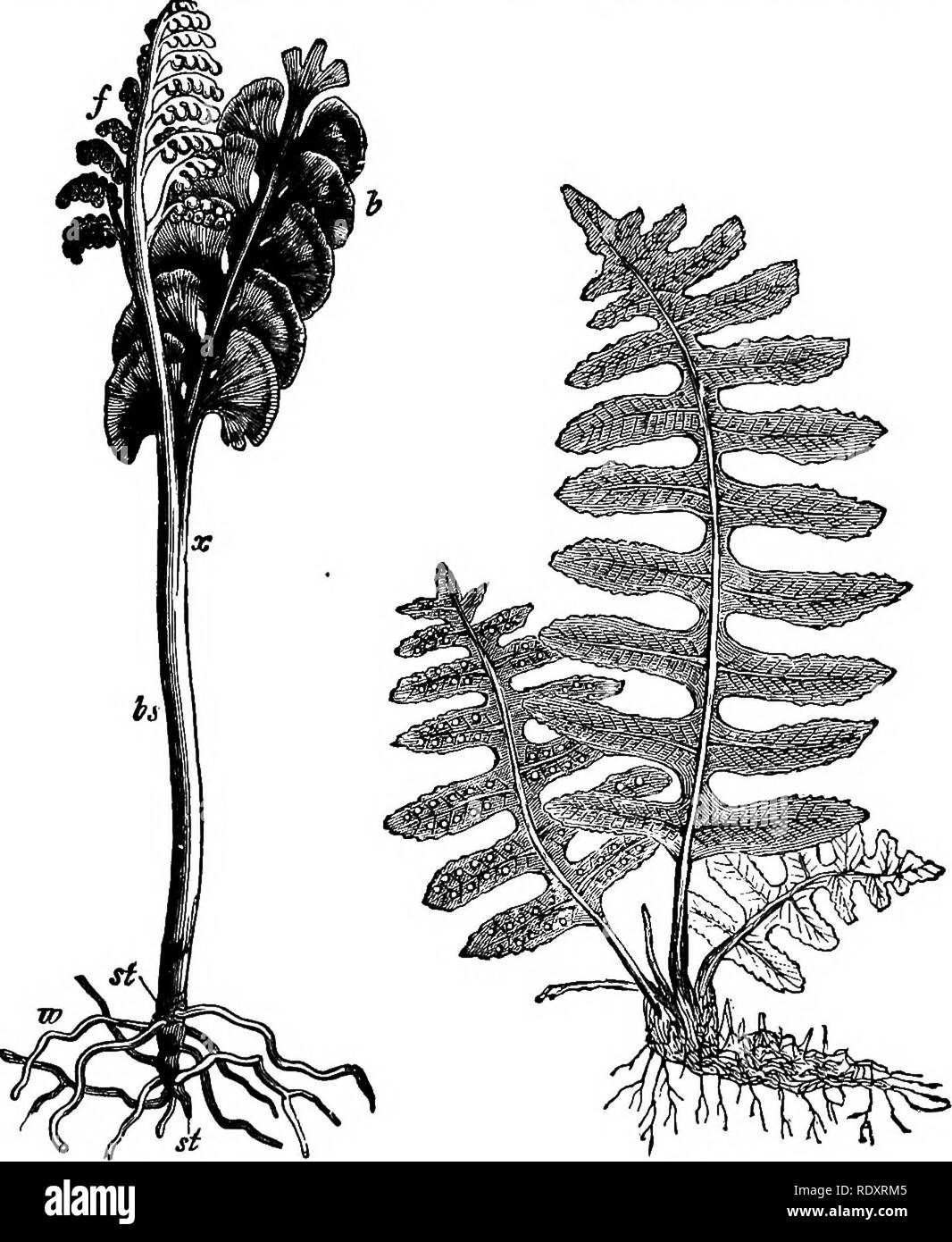 . Gli elementi essenziali della botanica. La botanica. PTERIDOPHTTA. 223 e aperto da un poro o semplice fessura dei tessuti. Il leayes, che sono molto grandi e in alcune specie, vengono laminati (cir-. FlG. 131. FlO. 132. Fig. 131.-Moonwort (BotryeMum lunaria), uno del sommatore-alette, SF, il sliort stelo recante la divisa di foglia, fcs, di cui b è sterile e, / la fertile, parte. Fro. 132.-Una felce comune (Polypodlum vulgare), che mostra la sotto- massa root-recanti il gambo e le foglie, uno con spore rotonde-punti sulla sua superficie inferiore. Dimensione naturale. cinate) nel bud. I più importanti generi sono un- giopteris e Foto Stock