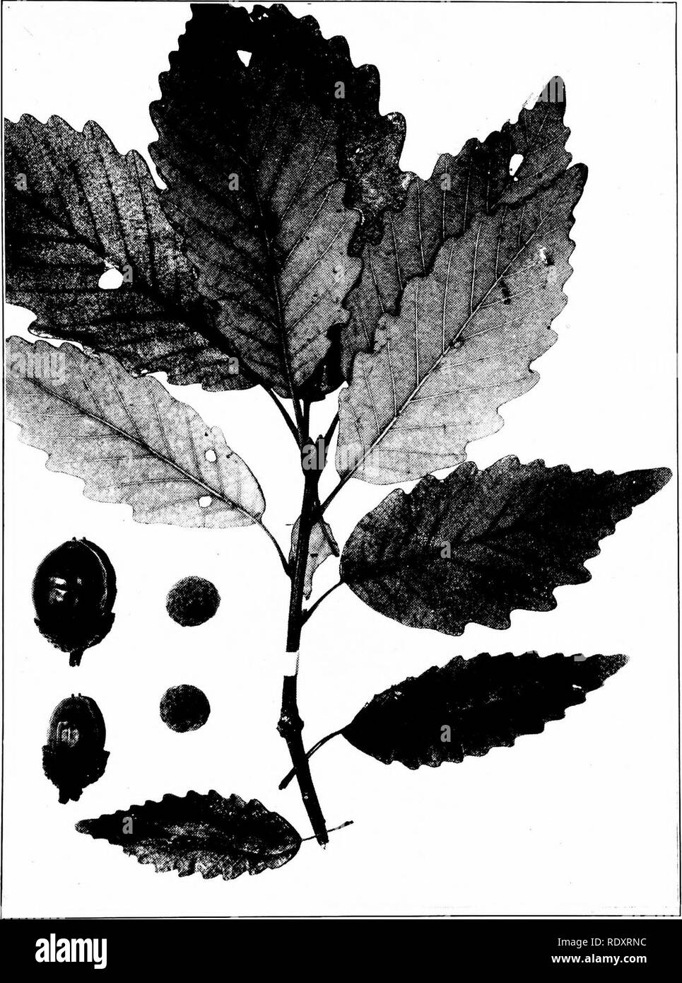 12 Ghiande Di Quercia Castagno - Quercus Prinus - Semi Per Alberi