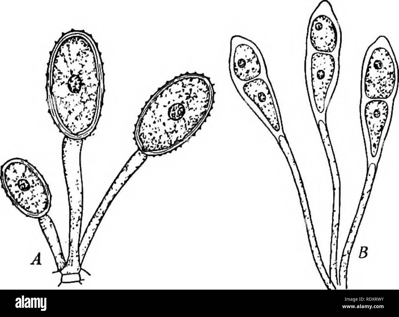 . La vita delle piante e impianto utilizza; un elementare textbook, una fondazione per lo studio dell'agricoltura, scienze domestiche o collegio botanica. La botanica. Fig. 188.-l'inverno spore di frumento ruggine germinando. Nota i filamenti corti alle cui estremità rami corti appaiono recanti l inizio della primavera di spore. Fig. 187. - Un estate, spore di grano la ruggine. B, win- ter spore di frumento ruggine. molla spore germinano su foglie di crespino. Il crespino è un com- mon arbusto. Si è pensato che se il crespino è stato distrutto, la ruggine del grano dovrebbe scomparire. Ma è stato trovato che questi inizi primavera spore potrebbero germinare o Foto Stock