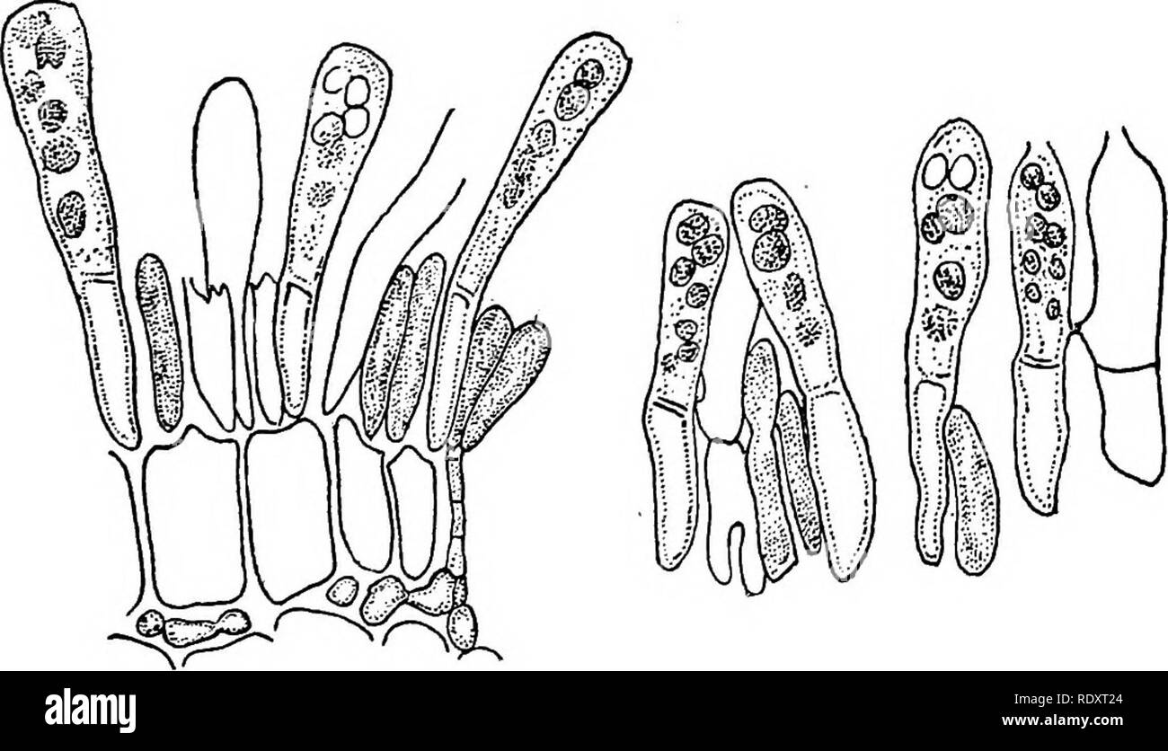 . Un manuale di piante velenose, principalmente nel Nord America orientale, con brevi note su economico e piante medicinali e numerose illustrazioni. Piante velenose. ASCOMYCETES-EUASCI-EXOASCUS 253 crescono e si diffondono in superficie formando uno strato singolo di cellule, ciascuna cella si gonfia, la cuticola diventa rotte e una palizzata-come strato di asci è formata. Ci sono otto delle ascospore in ogni Arcus che sfuggono per mezzo di una apertura in corrispondenza della punta. La delle ascospore di Taphrina frequentemente germinare nel come- cus, germogliando come il lievito e in questa condizione in erba che producono una piccola quantità di alcoho Foto Stock