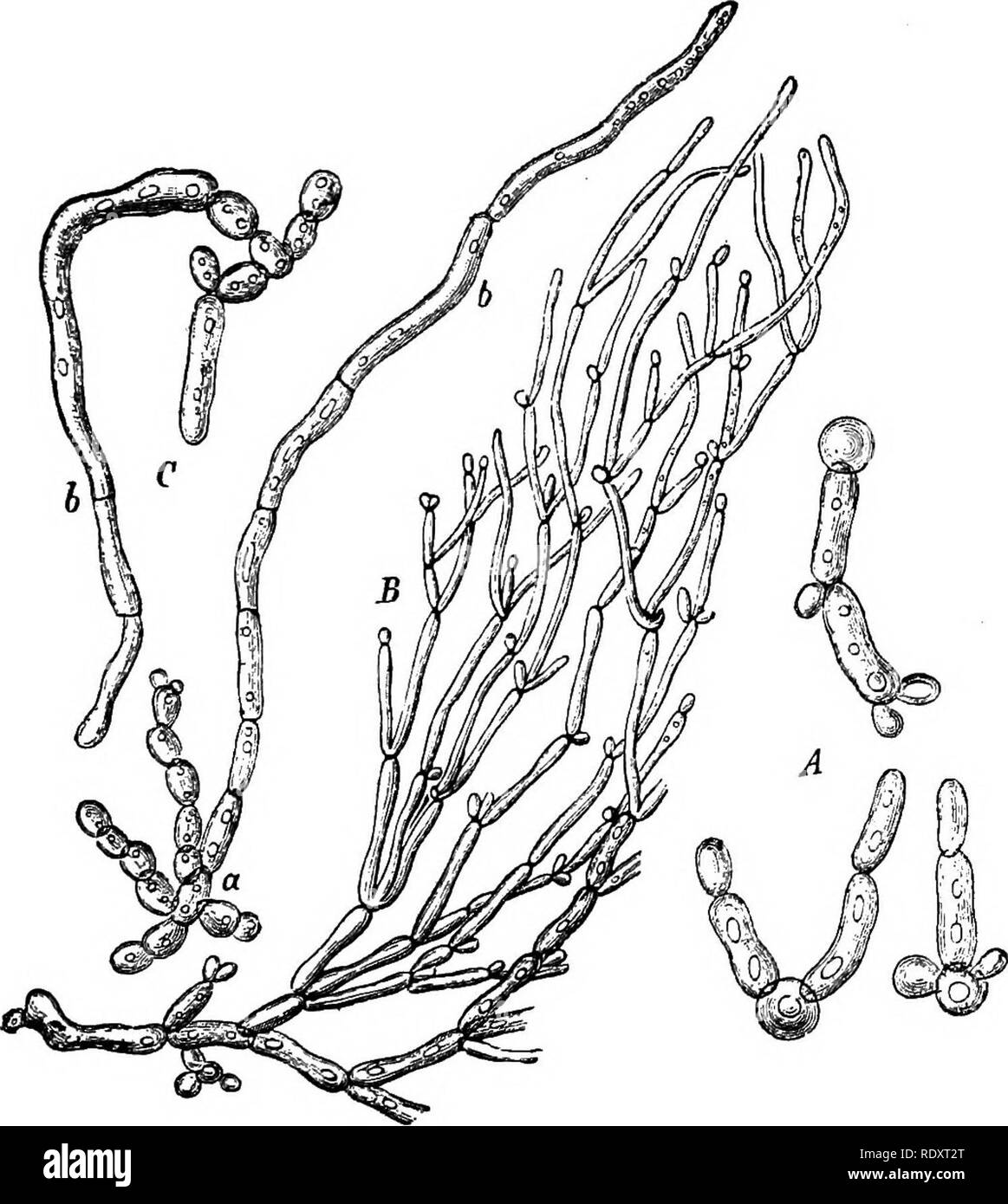 . Un manuale di piante velenose, principalmente nel Nord America orientale, con brevi note su economico e piante medicinali e numerose illustrazioni. Piante velenose. ASCOMYCETES-EUASCI-lievito 249 SACCHAROMYCBTACEAE. Le cellule vegetative singolo o in piccoli gruppi; micelio di solito non evidente, riproduzione, da erba; delle ascospore, di solito 4, prodotto nella cellula; occasione- alleato 8, 3, S, o raramente) 1. Il Saccharomycetes sono funghi importante nel processo di fermenta- zione. È solo negli ultimi anni che qualsiasi specie di parassita è stata riconosciuta come nized. Metchnikoff, nel 1884, ha trovato un parassita Monospor lievito Foto Stock