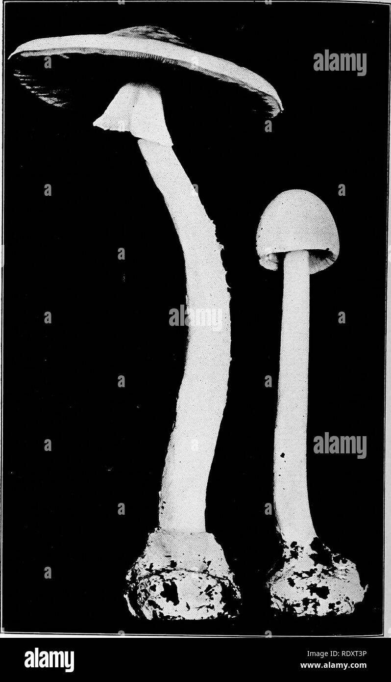 . Un manuale di piante velenose, principalmente nel Nord America orientale, con brevi note su economico e piante medicinali e numerose illustrazioni. Piante velenose. "" .I'^dly Amanita (Amanita plmlloides). Un molto specie velenosa di rospo sgabello, (E. A. Bianco nel Connecticut. San Geol. e Nat. Hist. Sondaggio, pagina 239).. Si prega di notare che queste immagini vengono estratte dalla pagina sottoposta a scansione di immagini che possono essere state migliorate digitalmente per la leggibilità - Colorazione e aspetto di queste illustrazioni potrebbero non perfettamente assomigliano al lavoro originale. Pammel, L. H. (Louis Hermann), 1862-1931. Cedar Rapids, Ia. , per Foto Stock