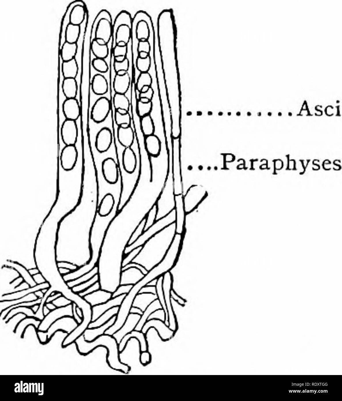 . Il libro di funghi : una famosa guida per l'identificazione e lo studio del nostro nessuno funghi, con speciale enfasi sulla varietà commestibili . Funghi; funghi commestibili; Cookery (Funghi); cbk. Capitolo XII: spore di funghi sac- ASCOMYCETES tutti i funghi che appartengono alla classe di Ascomicete de- velop le loro spore in piccole vescicole membranose chiamato asci. Questi asci sono, di regola, raccolti, insieme con sottili asci vuota, chiamato para- physes, variamente corpi sagomati, noto in ordini differenti con nomi diversi, come perithecium, ascoma, apothecium, e del ricettacolo. Questa classe comprende in Foto Stock