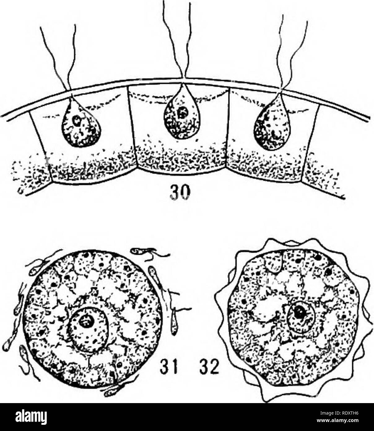 . Un libro di botanica per scuole e università ... La botanica. Fig. 29. - Volvox: la grande colonia globulare composto da piccole cellule vegetative collegati da filamenti di citoplasma, due grandi cellule formanti colonie, sLiitiiub 01 cyLupiastii, Lwo grandi coiony-ioi avviene nella cavità del e numerosi oospores con pareti ruvide." colonia (fig. 31), e la risultante oospore è un riposo, cella protetta (fig. 32). Su germina- zionare le oospore produce uno sciame di cellule attive (zoospores) che aderire tra loro e di organizzare una nuova colonia. In questo cosiddetto Volvox differenziazione di Colonia ha portato Foto Stock