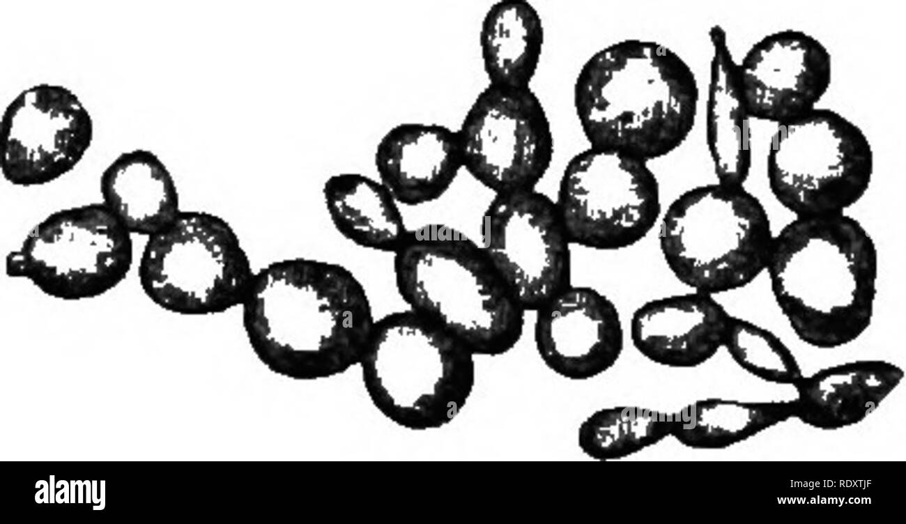 . La fisiologia vegetale. La fisiologia vegetale. Fig. 21.-Saccharomyces cerevisice I. Fig. 22.-Saccharomyces cerevisice I. Sur- cellule giovani dal sedimento della birra- faccia a pellicola è-i6°C. (Dopo E. Hansen.) IVA. {Dopo E. Hansen.), fornisce un esempio lampante del grande variabilità nella forma, che è caratteristica di cellule di lievito. Al fine di ottenere delle ascospore giovani culture deve essere usato, ed è altresì essenziale che l'aria essere plentifully in dotazione. Poco gesso di Parigi i dischi preparati con stampi speciali vengono utilizzati per questo scopo. Questi sono collocati nella piccola e poco profonda di vetro (pentole piatti petri), coperto Foto Stock
