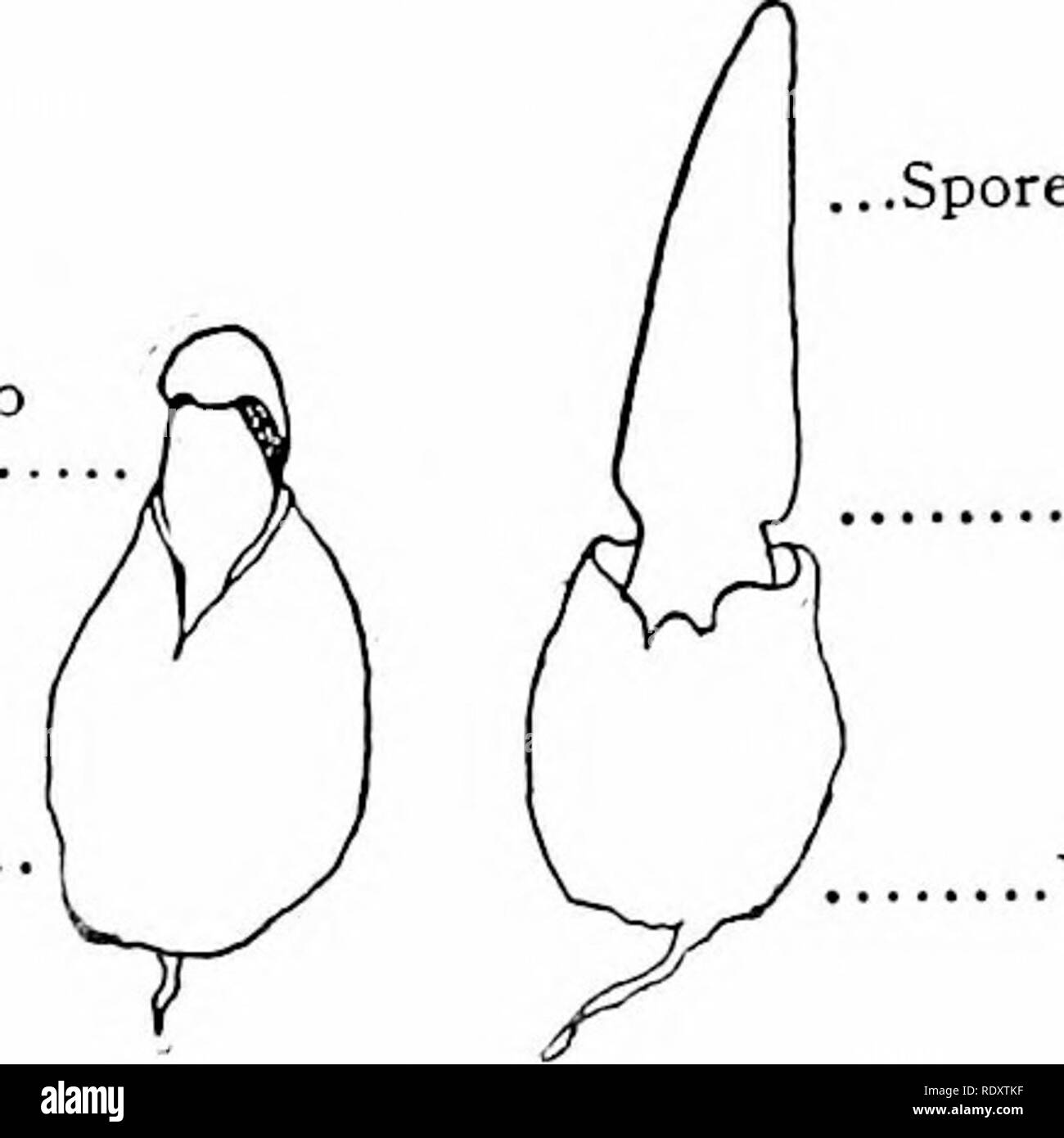 . Il libro di funghi : una famosa guida per l'identificazione e lo studio del nostro nessuno funghi, con speciale enfasi sulla varietà commestibili . Funghi; funghi commestibili; Cookery (Funghi); cbk. Offensiva funghi genere Indusiata di genere Indusiata differisce dal genere Phallus in avente un velo sospesi dall'apice dello stelo, sotto il pileus o cap. Indusiata Ravenelii gambo rastremato in corrispondenza di entrambe le estremità. Velo- corto, non raggiungendo al di sotto del cappuccio. Indusiata duplicata velo-voluminosi, appeso per diversi pollici al di sotto del cappuccio. Si è pensato che questo delicato bianco, rete che si blocca Foto Stock