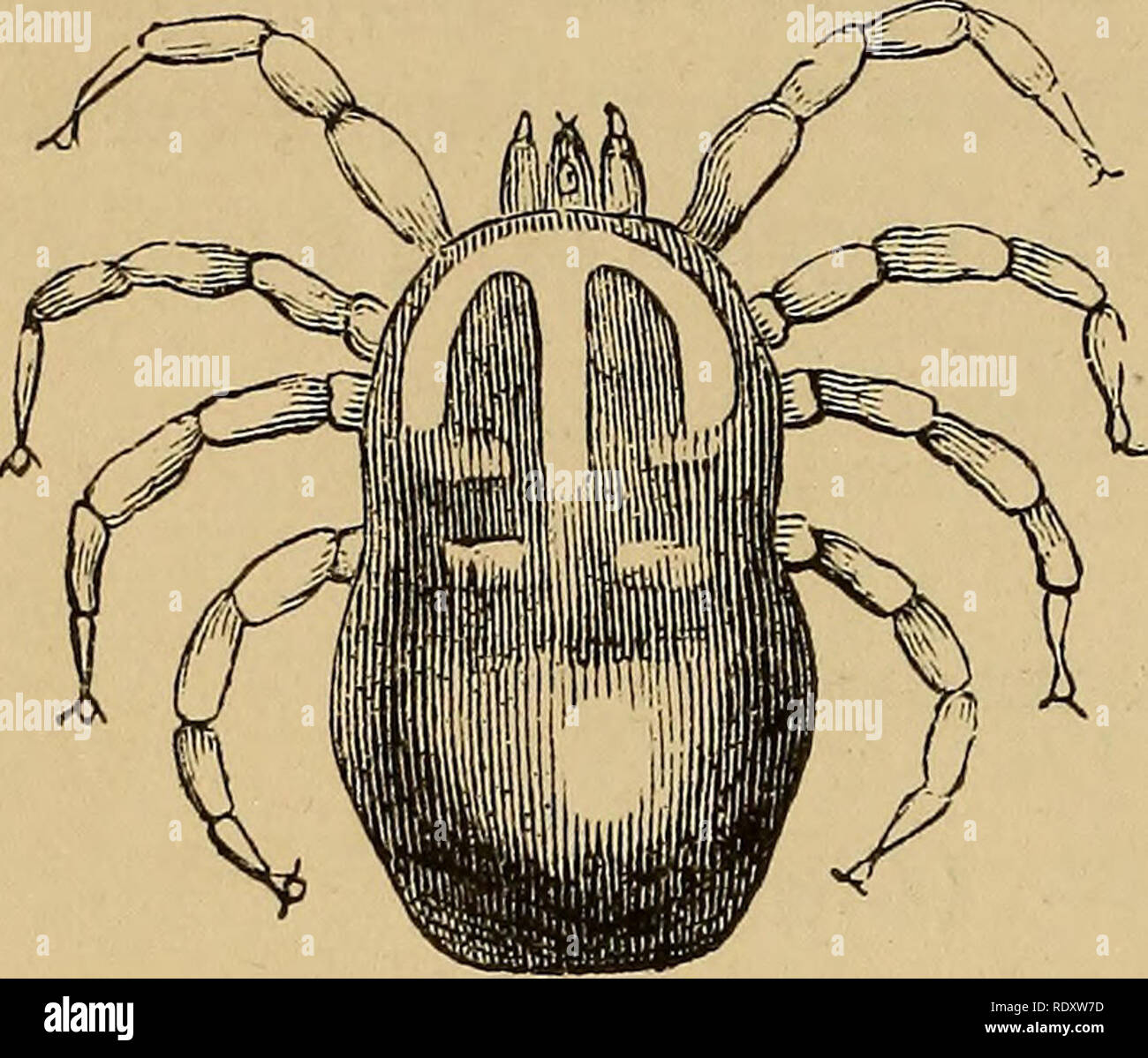 . Entomologia economica. Insetti Utili; pesti di insetto; Thysanura. 170 ARACHNOIDEA. Caso di abitanti, ed essi sosLietimes migrare da uccelli per- figli di coloro che hanno la responsabilità del loro e occasione loro molto fastidio. Alt (un osservatore tedesco) visto queste acari, o un acaro che egli doveva essere del* stessa specie, sul collo e. Si prega di notare che queste immagini vengono estratte dalla pagina sottoposta a scansione di immagini che possono essere state migliorate digitalmente per la leggibilità - Colorazione e aspetto di queste illustrazioni potrebbero non perfettamente assomigliano al lavoro originale. Murray, Andrew, 1812-1878. [Lon Foto Stock