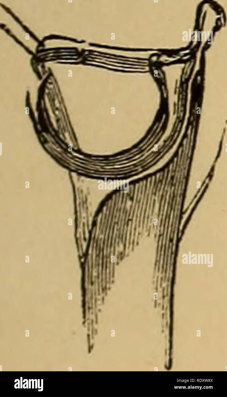 . Entomologia economica. Insetti Utili; pesti di insetto; Thysanura. Acqua acari, 147 CASO X. famiglia HYDRACHNID^ (acqua dolce acari). Questi, come già detto, sono semplicemente Trombidii modificati per adattarsi al diverso elemento in cui vivono, e con altre varianti che potrebbero essere attesi da una tale modifica. Essi hanno la stessa predominanza di colori luminosi, scarlatto e varie sfumature di rosso preponderating alcuni di loro hanno lo stesso dito e il pollice la cessazione dell'palpi, sebbene altri hanno di esso sia del tutto assente, o quasi ; ma quasi tutti hanno l'ultimo giunto agganciato in modo da servire Foto Stock