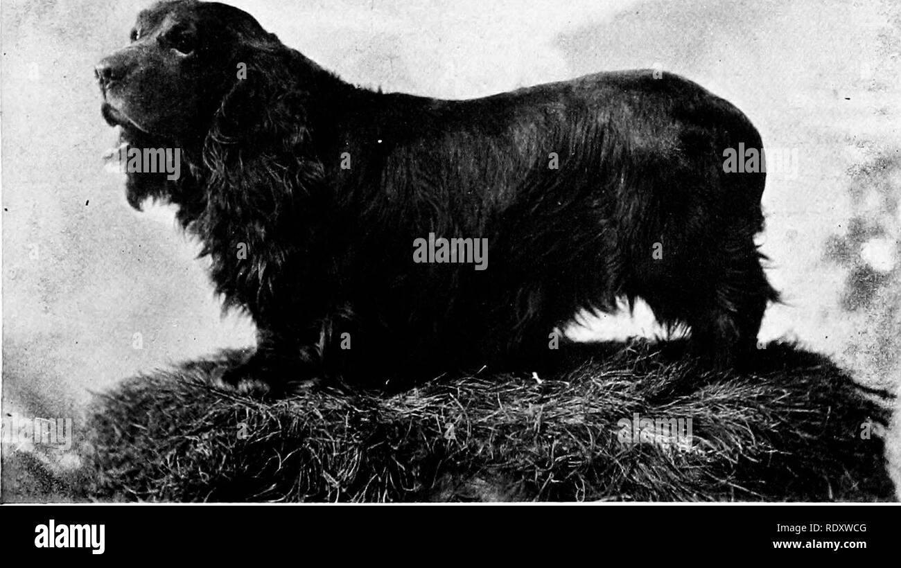 . Il libro di cane. Una storia popolare del cane, con informazioni pratiche di cura e gestione della casa, kennel, e mostra i cani; e le descrizioni di tutte le importanti razze. I cani. Si laurea Campione del Sussex Sp.inicl uSL-d per migliorare gio campo nero épagneuls come allevato dal sig. T. Jacobs. COLESHILL RUFUS Il Sussex Spaniel dal quale il sig. K. P. Keasbey ha ottenuto molti del suo campo yuud épagneuls. Si prega di notare che queste immagini vengono estratte dalla pagina sottoposta a scansione di immagini che possono essere state migliorate digitalmente per la leggibilità - Colorazione e aspetto di queste illustrazioni potrebbero non perfettamente assomigliano a th Foto Stock