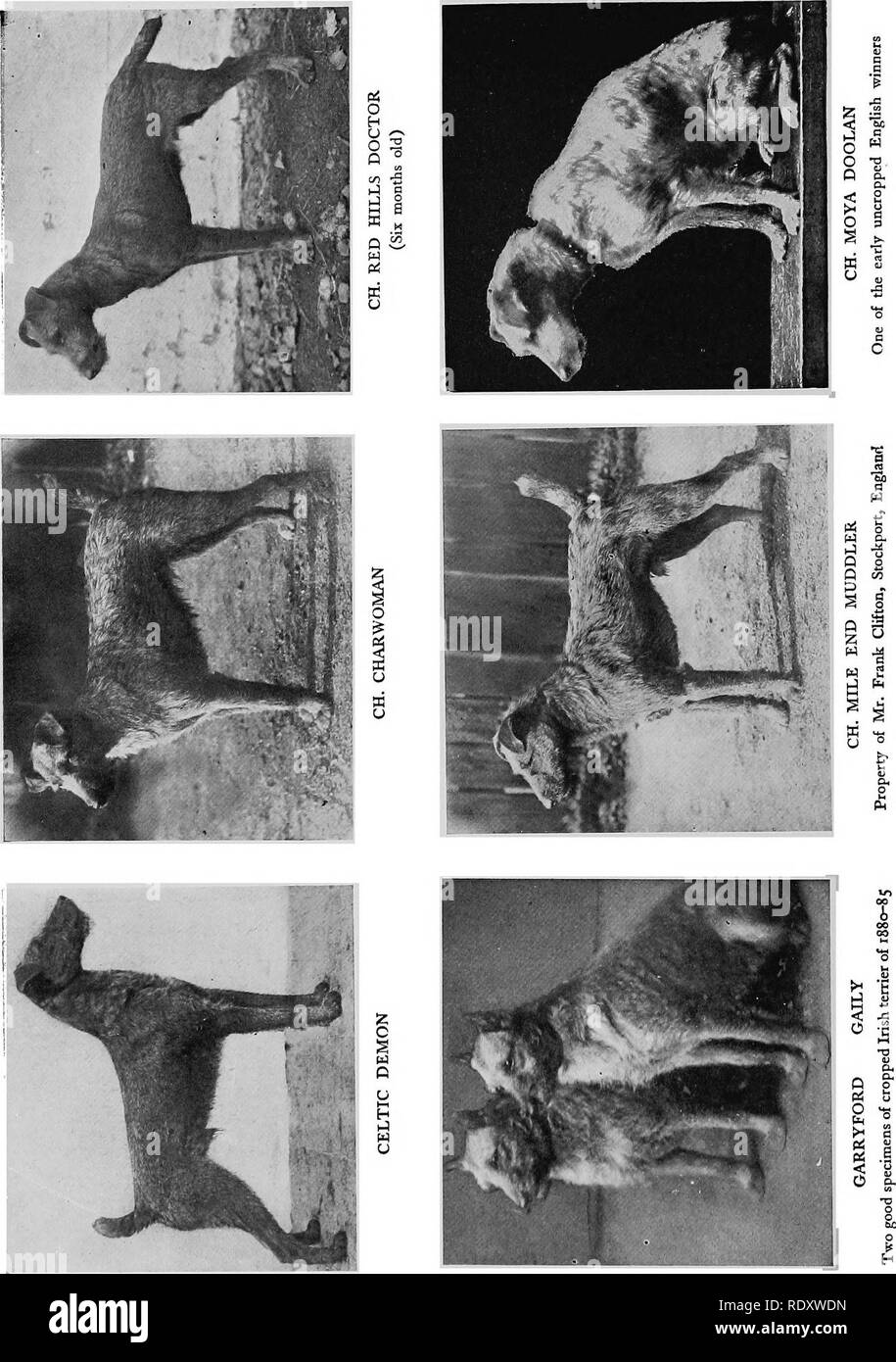 . Il libro di cane. Una storia popolare del cane, con informazioni pratiche di cura e gestione della casa, kennel, e mostra i cani; e le descrizioni di tutte le importanti razze. I cani. . Si prega di notare che queste immagini vengono estratte dalla pagina sottoposta a scansione di immagini che possono essere state migliorate digitalmente per la leggibilità - Colorazione e aspetto di queste illustrazioni potrebbero non perfettamente assomigliano al lavoro originale. Watson James, 1845-. New York, Doubleday, pagina &AMP; l'azienda Foto Stock