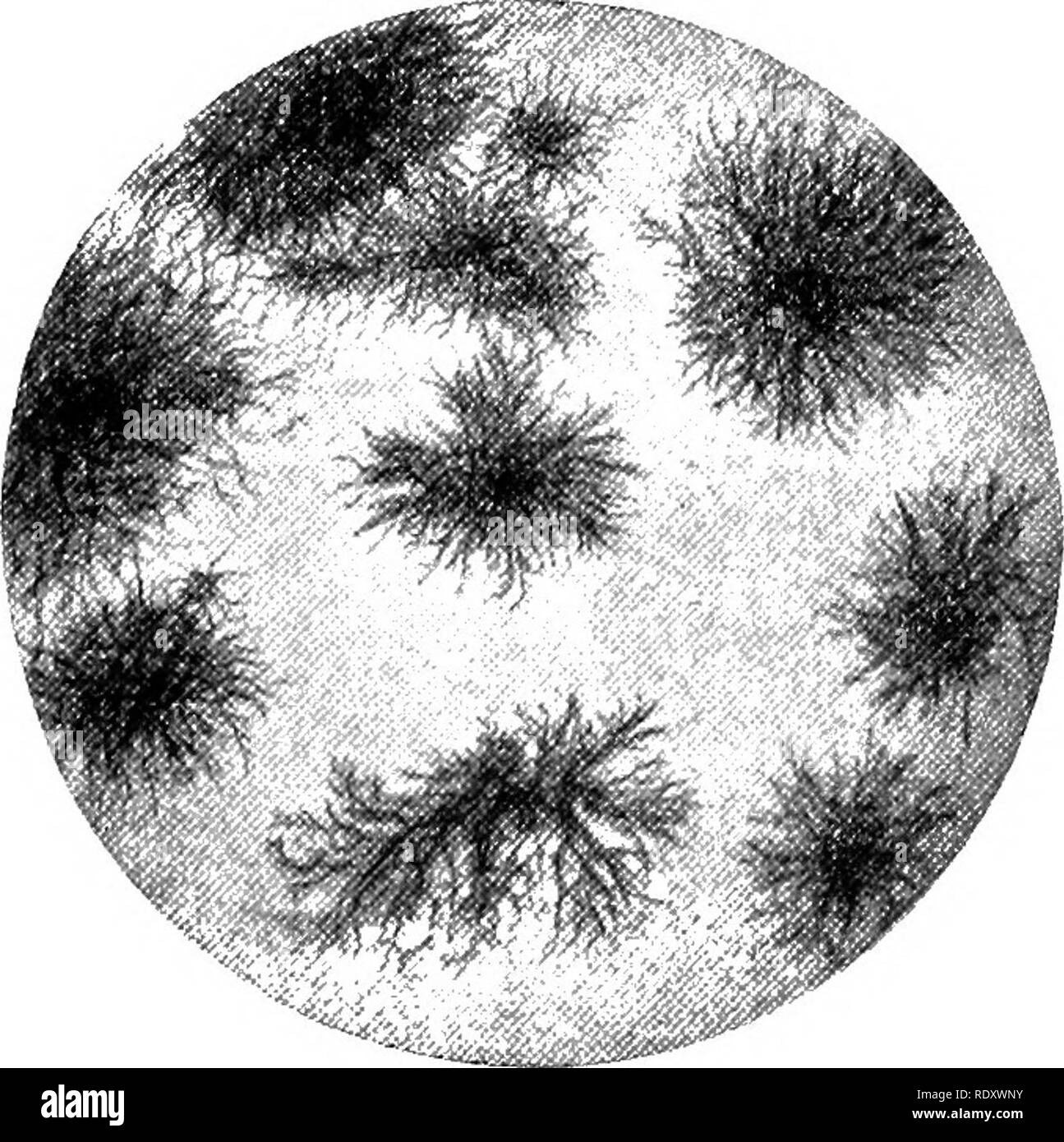 . Principi e Pratica di latte igiene. Latte; l'offerta di latte. Fig. 7.-colonie di coli aerogenes batteri (Weigraann).. Fig. 8.-Coloniea di Proteus vulgaris, dimensione naturale (Weigmann).. Si prega di notare che queste immagini vengono estratte dalla pagina sottoposta a scansione di immagini che possono essere state migliorate digitalmente per la leggibilità - Colorazione e aspetto di queste illustrazioni potrebbero non perfettamente assomigliano al lavoro originale. Klein, Louis Amos, 1871-. Di Philadelphia e a Londra, J. B. Lippincott Company Foto Stock