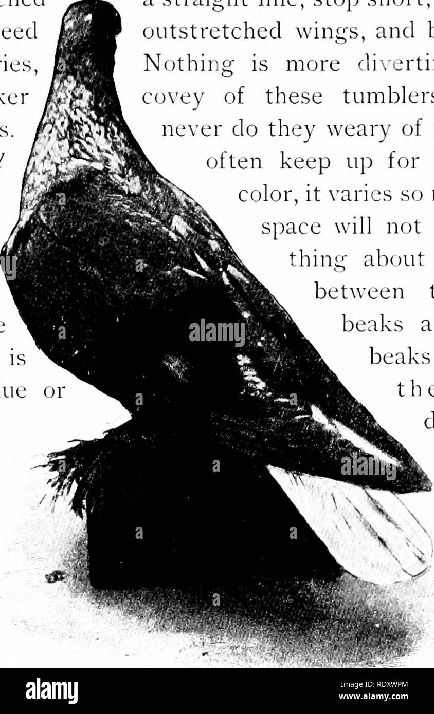 . I nostri animali domestici, le loro abitudini, intelligenza e utilità; tr. dal francese di GOS. De Voogt, da Katharine P. Wormeley;. Animali domestici. 290 i nostri animali domestici w/iitc dragon, per esempio, e il "ioiidain pigeon, di una luce bhic witli in polvere una tinta di bianco di meravigliosa bellezza, rendendo la punta di ogni aspetto di piume come se fosse toccato con la brina. Gli occhi di questa razza sono di colore marrone scuro, l'ombra del quale varia come in tutti i piccioni, secondo la più chiara o più scura tonalità del corpo piume il colore crema della spectacled pigeon è anche "ery bello. Questo uccello usuall Foto Stock