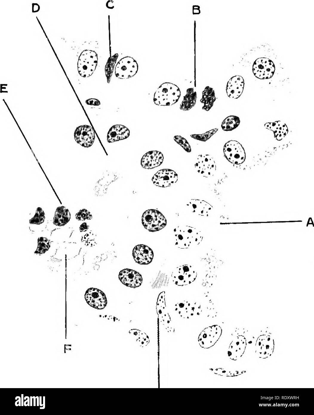 . Principi e Pratica di latte igiene. Latte; l'offerta di latte. Fig. 1.-alveoli della mammella in sezione trasversale, ahowin?; (A) fat-goccioline in cellule epiteliali, (B) divisione del nucleo, (C) un dei leucociti in una cellula epiteliale, (D) cellule epiteliali con protoplasmic proiezione, contenuto alveolare con {E) cellule e (F) tree grasso, e (G) interalve- clar del tessuto connettivo. (Dalla Chemie und Physiologie der Milch, dal dott. W. più truci.). Si prega di notare che queste immagini vengono estratte dalla pagina sottoposta a scansione di immagini che possono essere state migliorate digitalmente per la leggibilità - Colorazione e aspetto di questi illustra Foto Stock